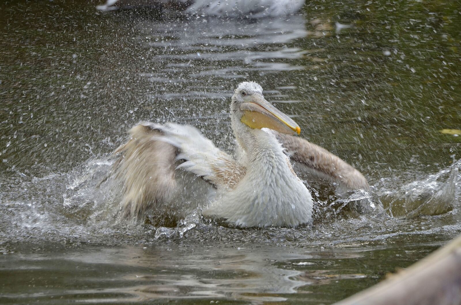 Nikon D7000 sample photo. Bird, pelikan, animal photography