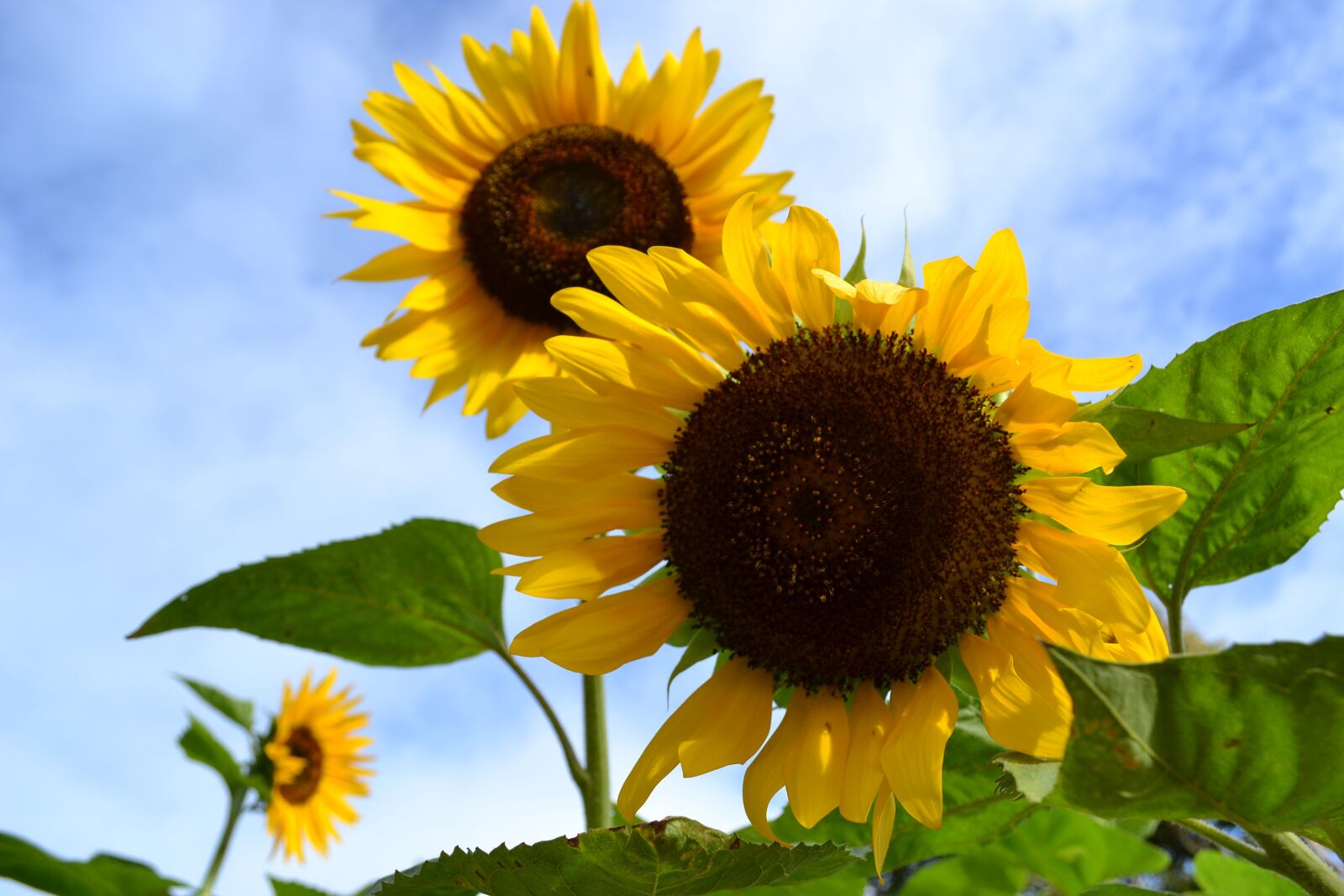 Nikon D3100 sample photo. Sunflowers, cebu, sirao flower photography