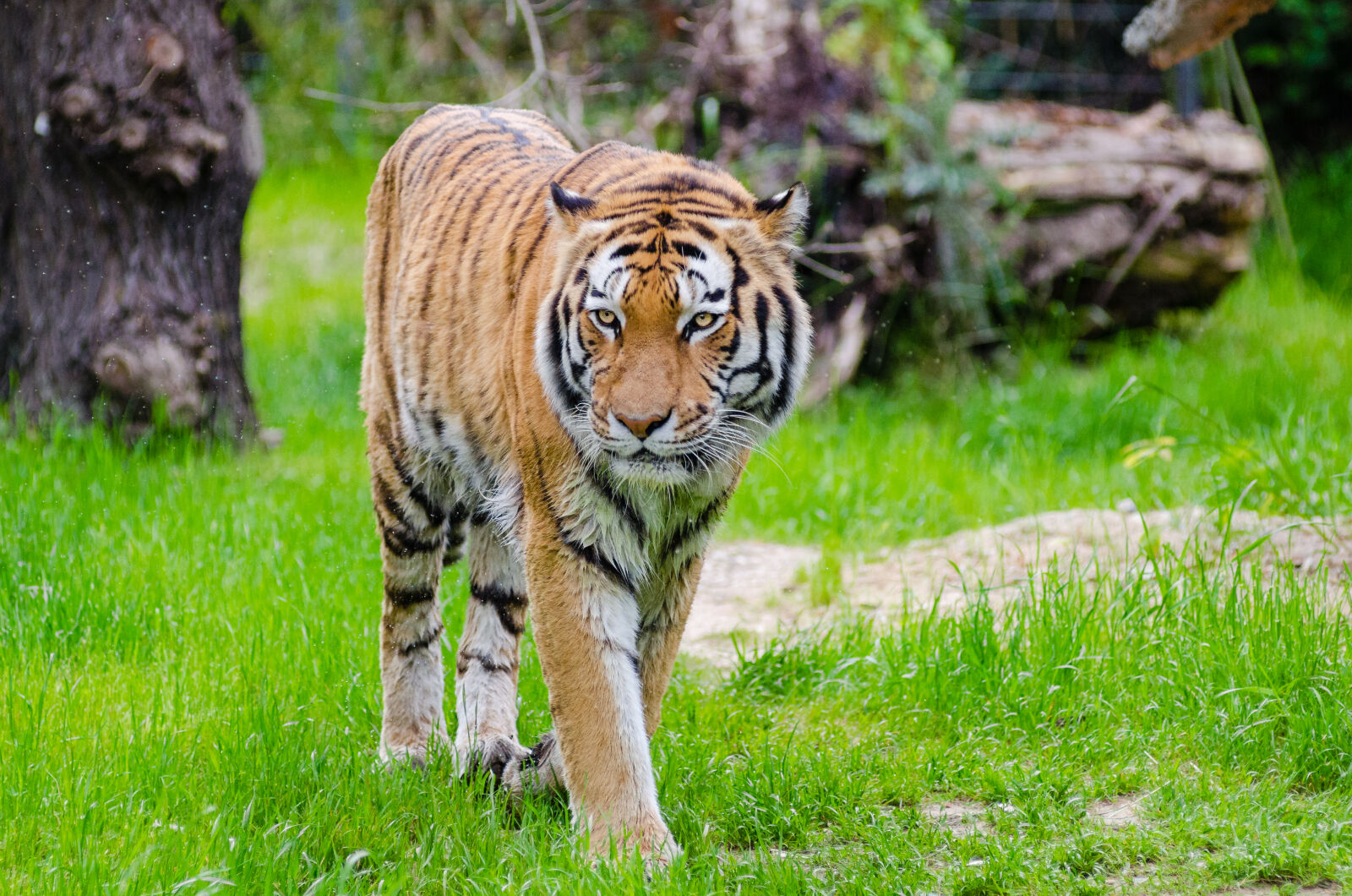 AF Zoom-Nikkor 80-200mm f/2.8 ED sample photo. Orange, and, black, bengal photography