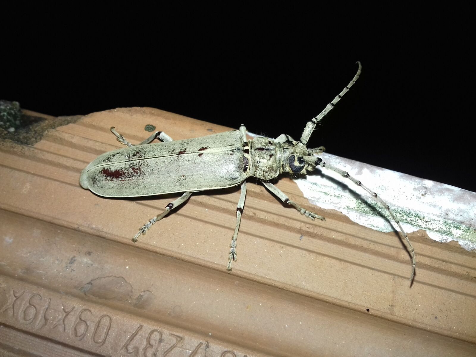 Samsung Galaxy J3(2016) sample photo. Beetle, insect, animal photography