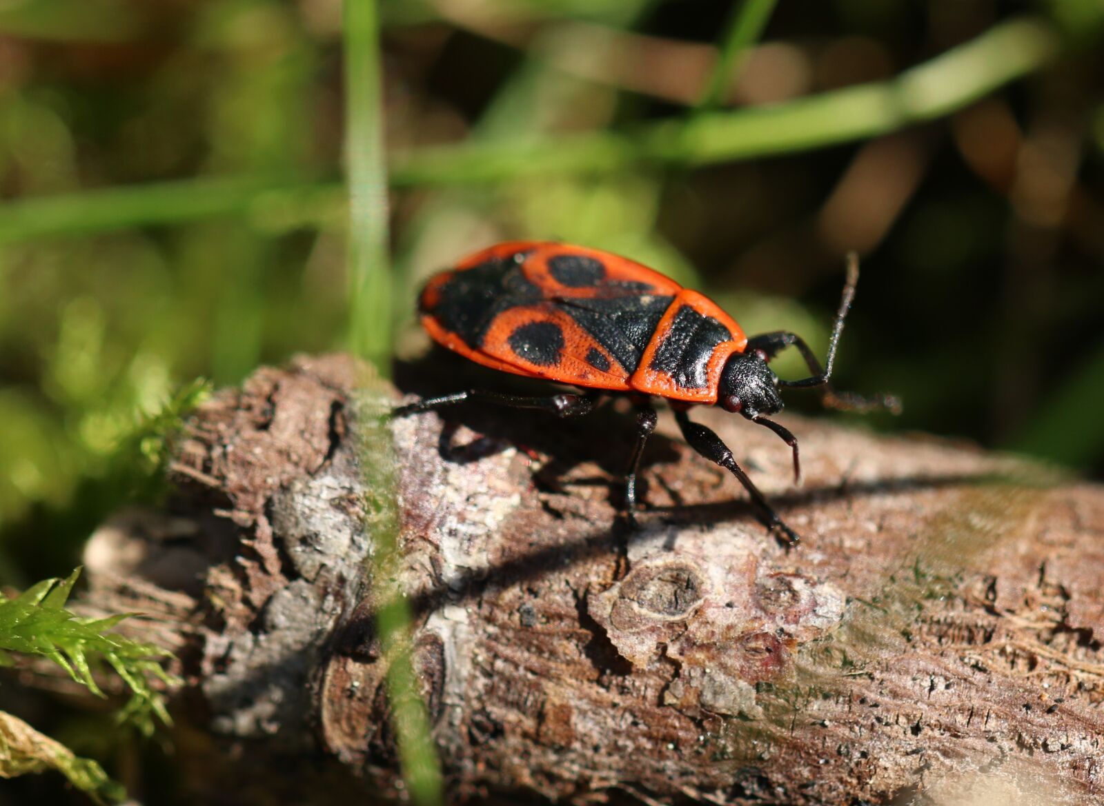 Canon EF 100mm F2.8L Macro IS USM sample photo. Gendarme, insect, red thumbtack photography