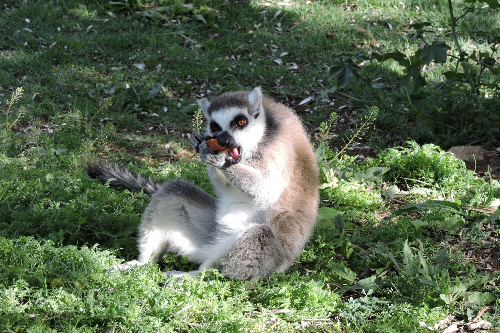 Nikon Coolpix P600 sample photo. Animal, lemur, madagascar photography