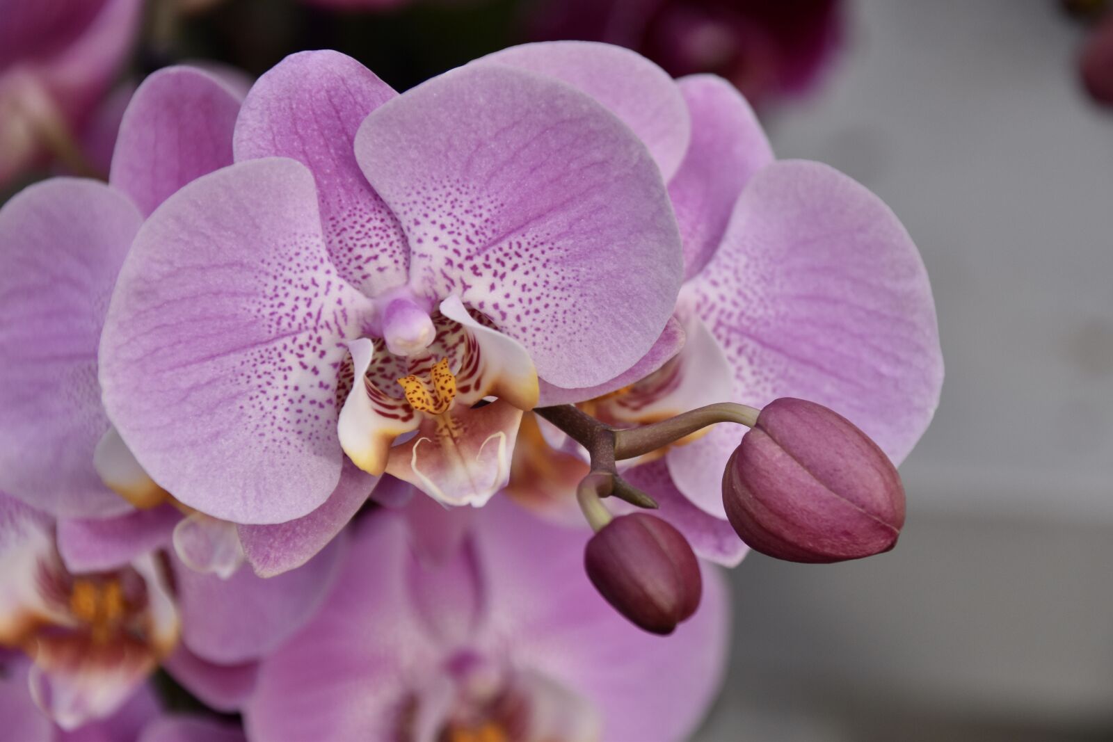Nikon D5600 sample photo. Flower, orchid, pink flower photography