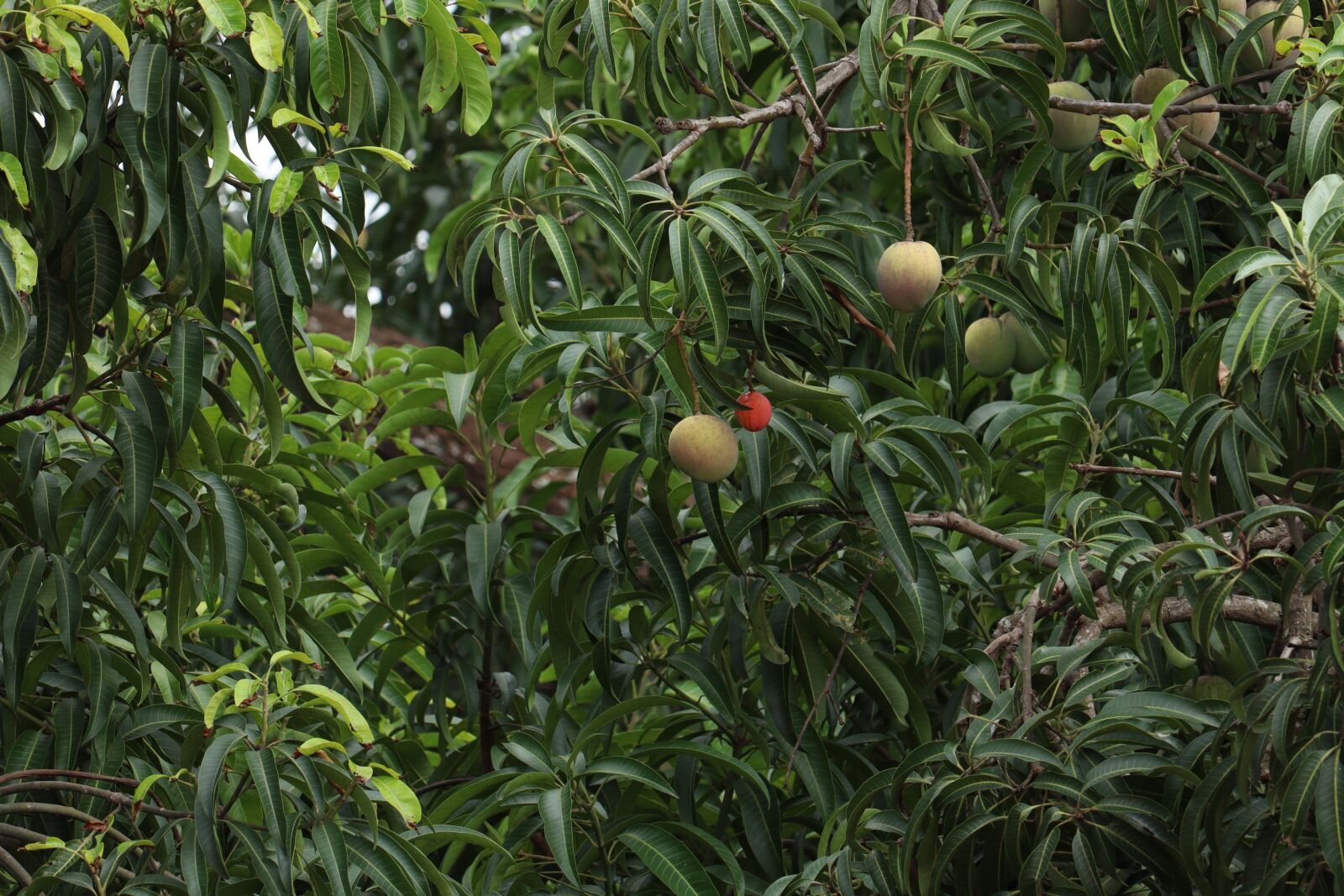 Canon EOS 250D (EOS Rebel SL3 / EOS Kiss X10 / EOS 200D II) sample photo. Mango, fruit, nature photography