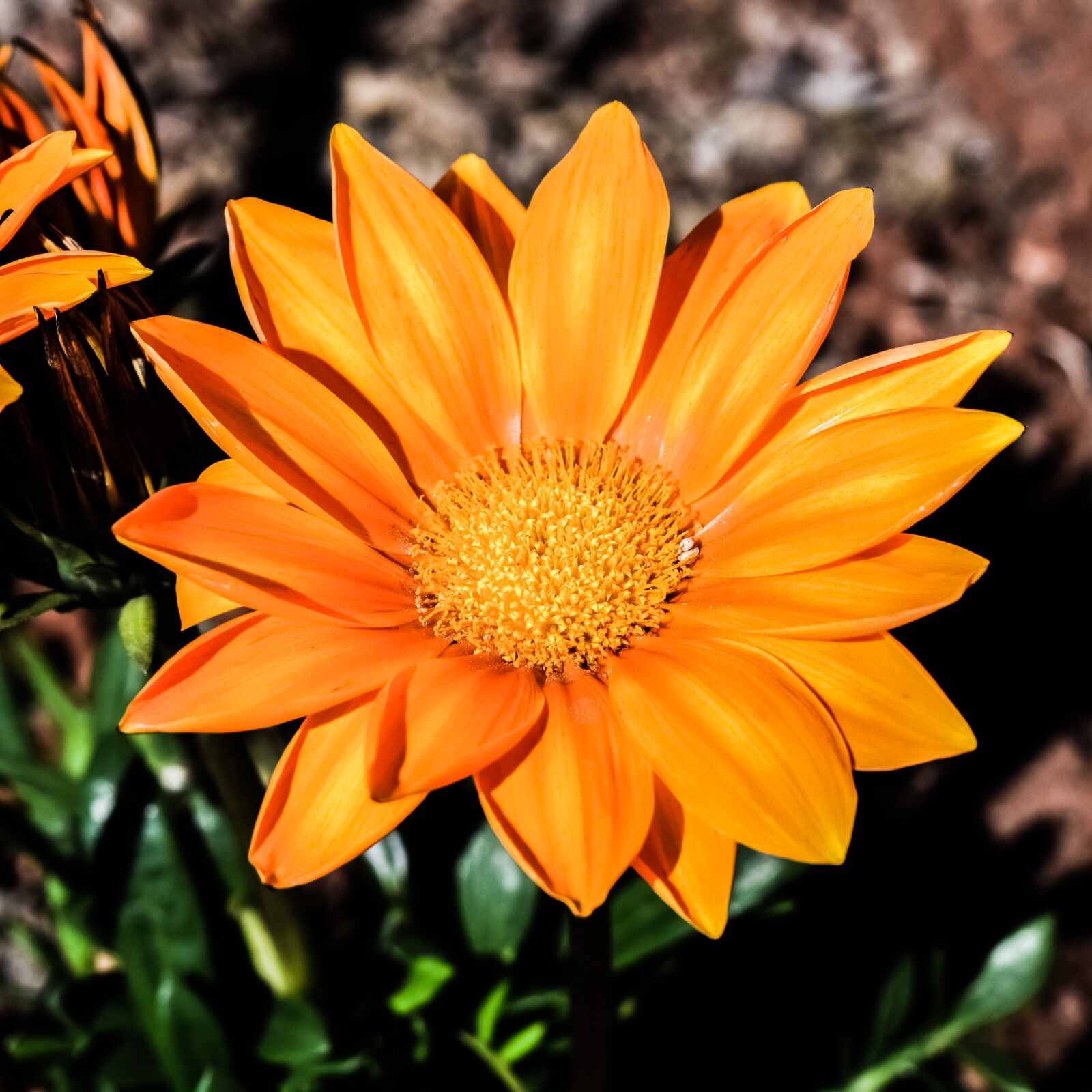 Nikon D3300 sample photo. Gazania, flower, orange photography