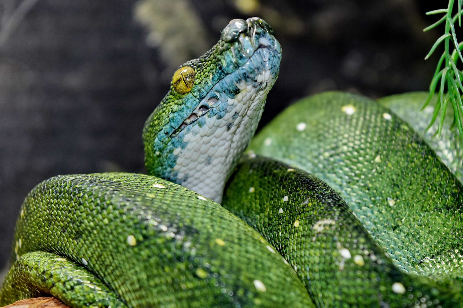 Nikon D5500 sample photo. Camouflage, detail, green snake photography