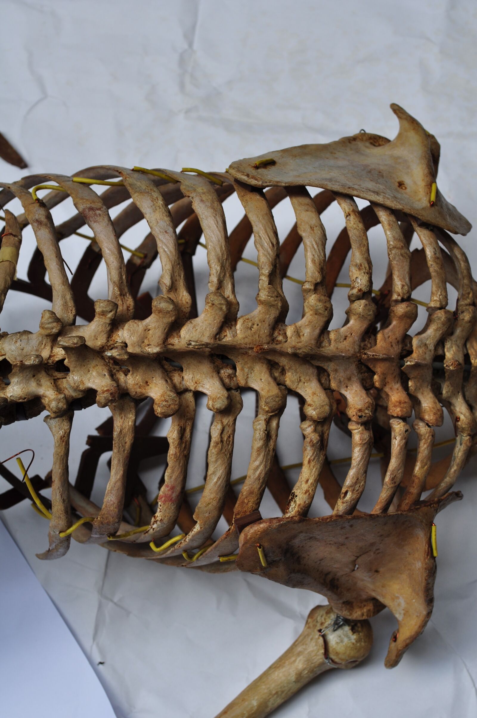 Nikon D5000 sample photo. Bones, skeleton, back photography