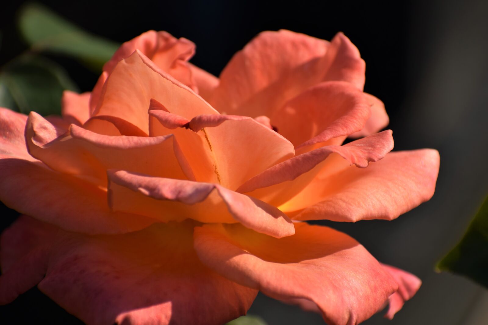 Nikon D3300 sample photo. Orange rose, blooming, flower photography