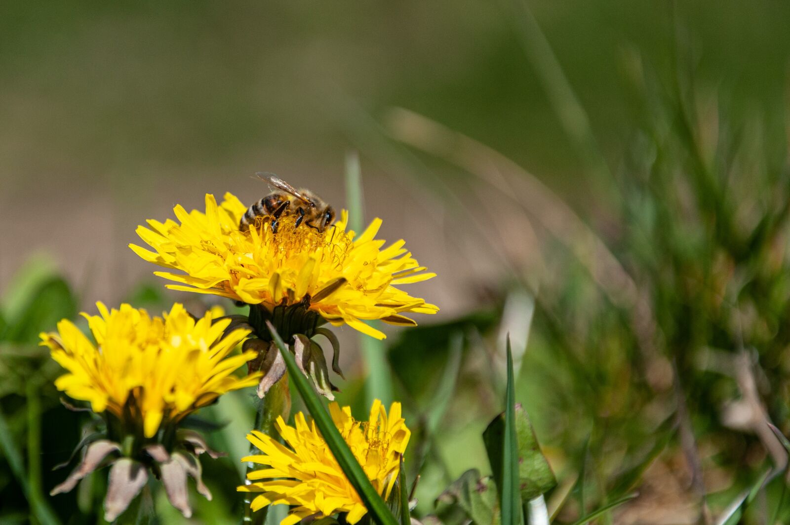 Nikon D90 sample photo. Flower, bee, lavender photography