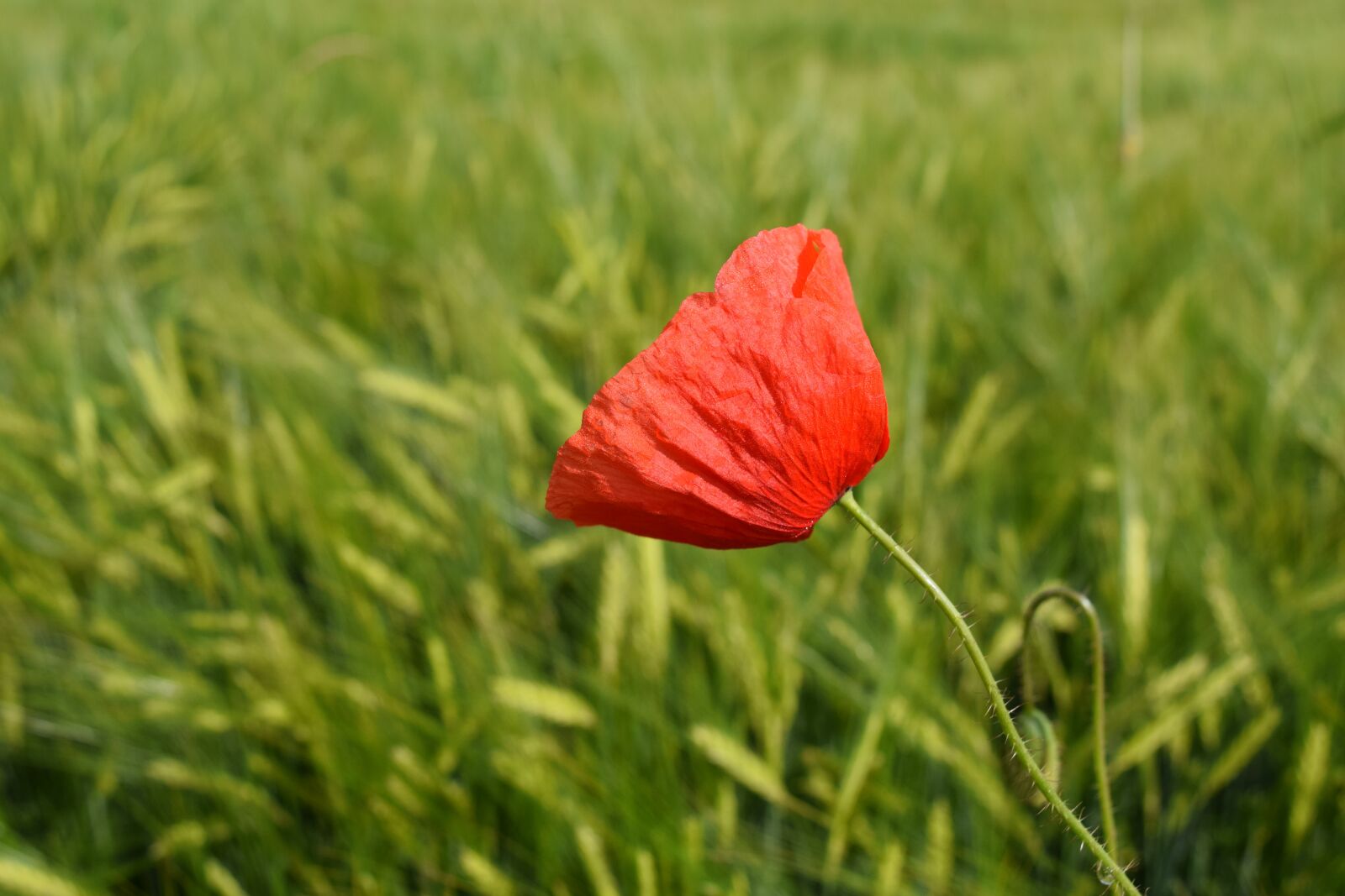 Nikon D3300 sample photo. Poppy, red poppy, klatschmohn photography