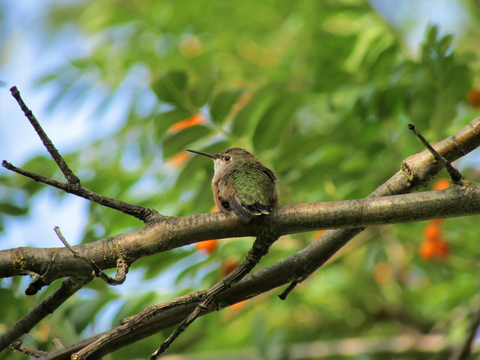 Canon PowerShot SX500 IS sample photo. Rufous hummingbird, hummingbird, rufous photography
