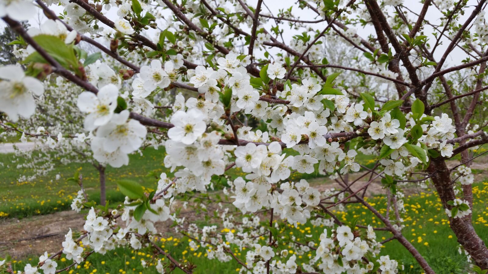 Samsung Galaxy S5 sample photo. Door county, cherry blossoms photography
