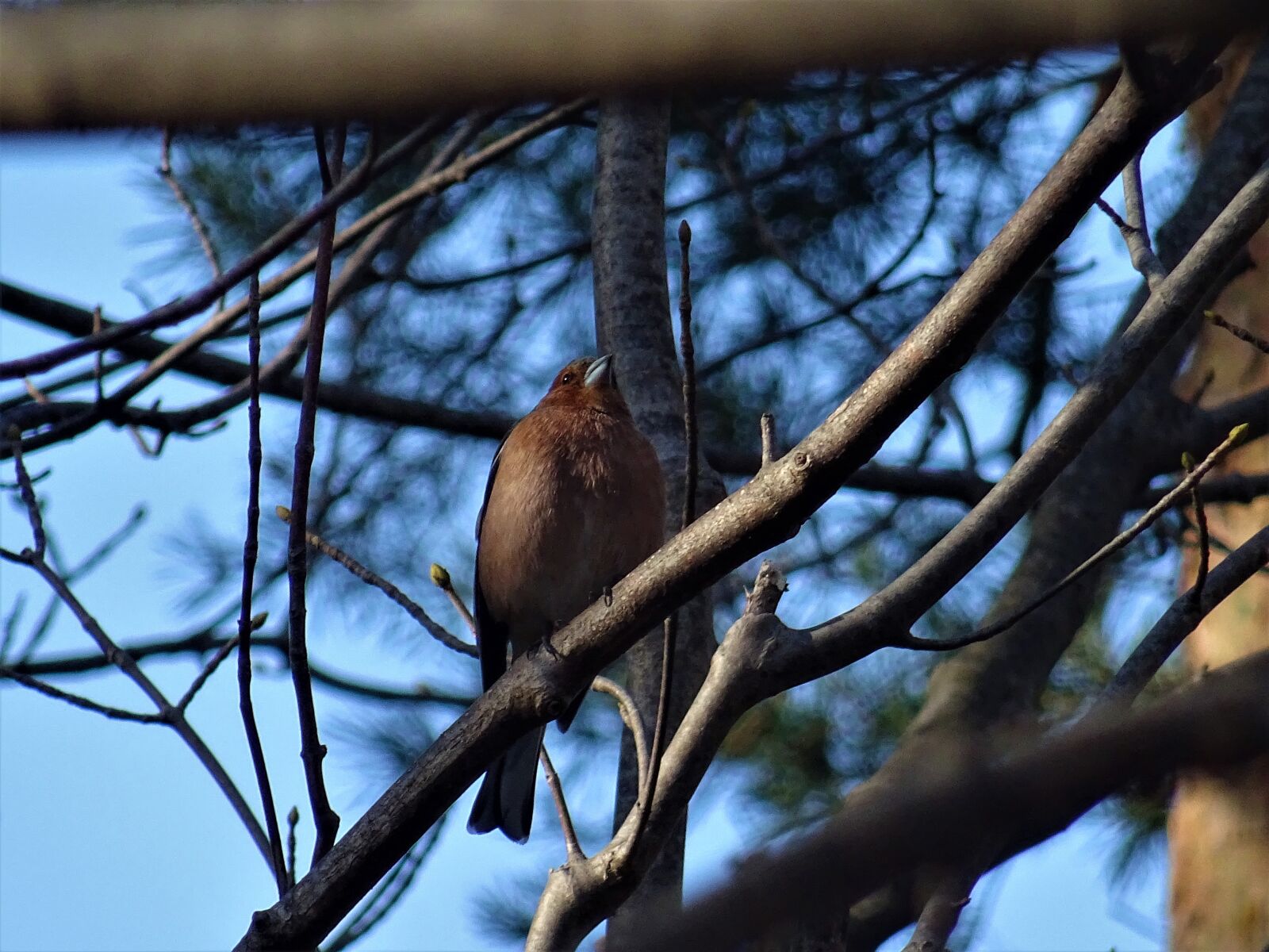 Sony DSC-HX60V sample photo. Chaffinch, tree, nature photography