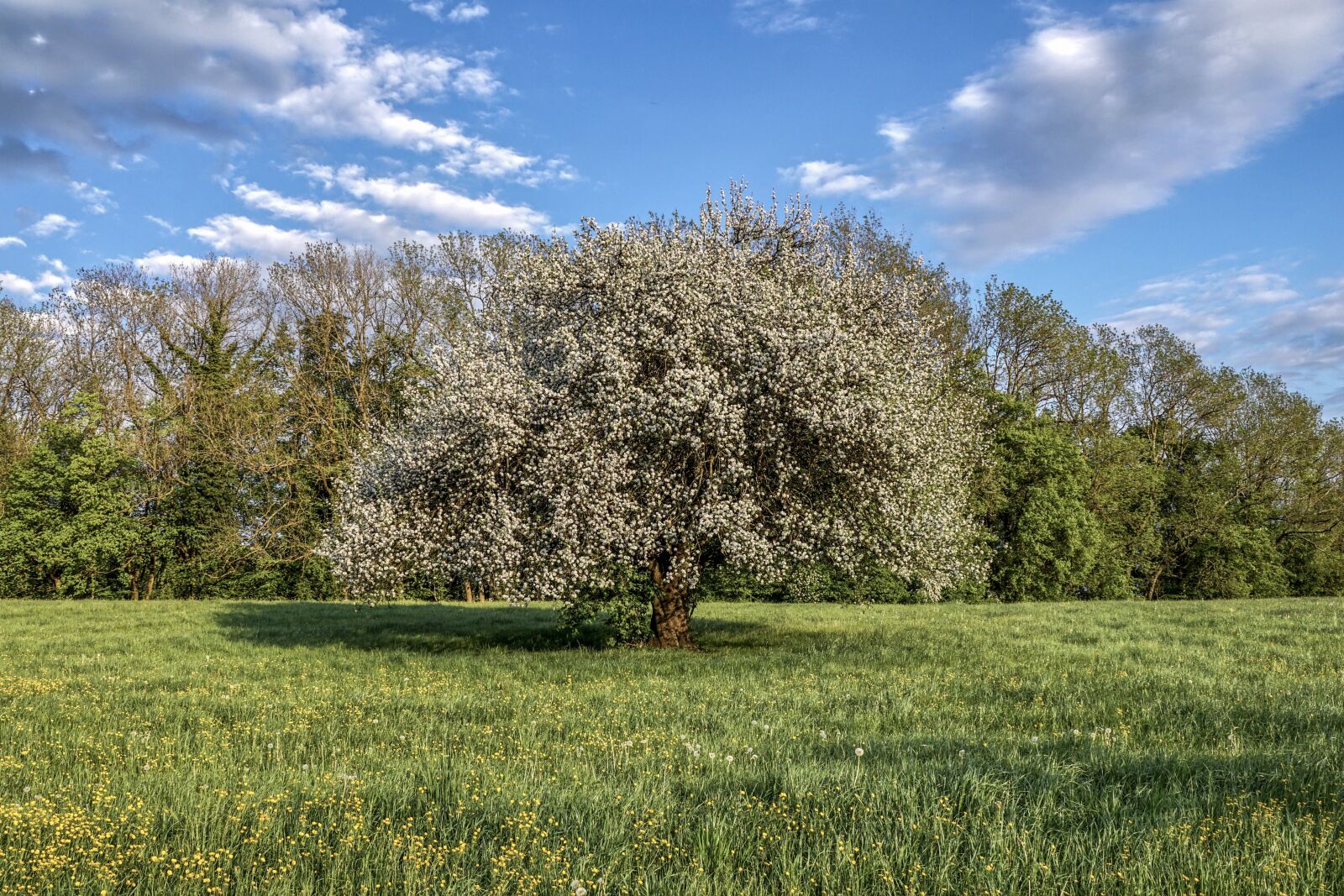 Sony DT 18-135mm F3.5-5.6 SAM sample photo. Fruit tree, flowers, blossom photography
