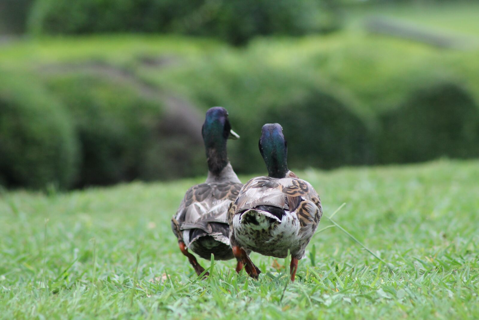 Canon EF 75-300mm f/4-5.6 sample photo. Ducks, mallard, wildlife photography