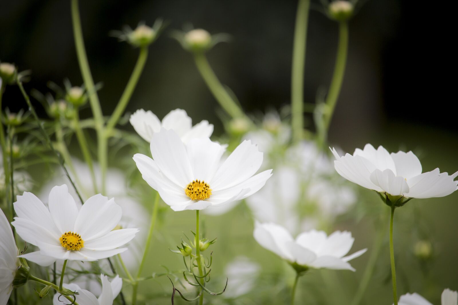 Canon EF-S 55-250mm F4-5.6 IS STM sample photo. Cosmos, white, flowering photography