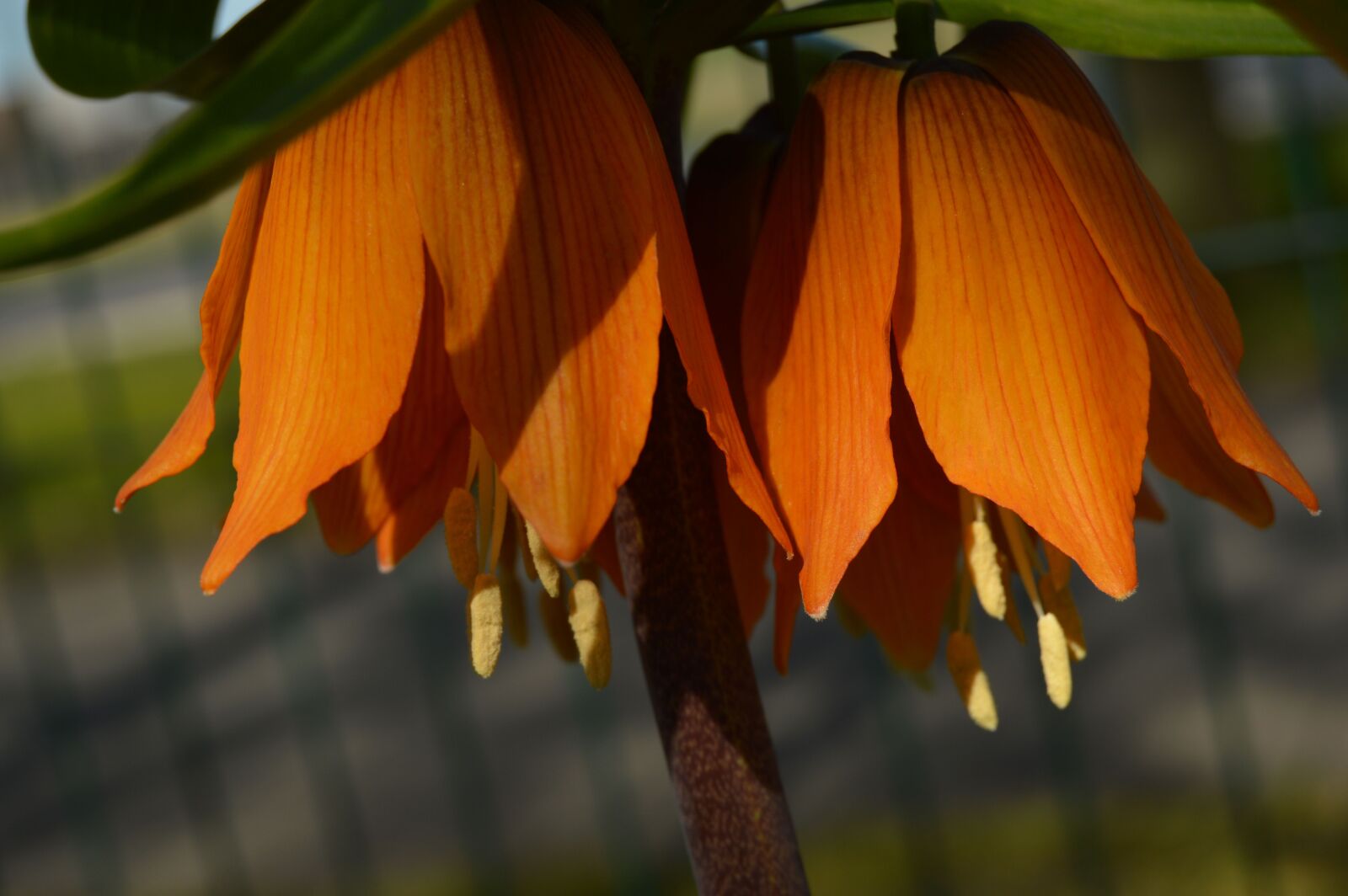 Nikon D3200 sample photo. Flower, nature, spring photography