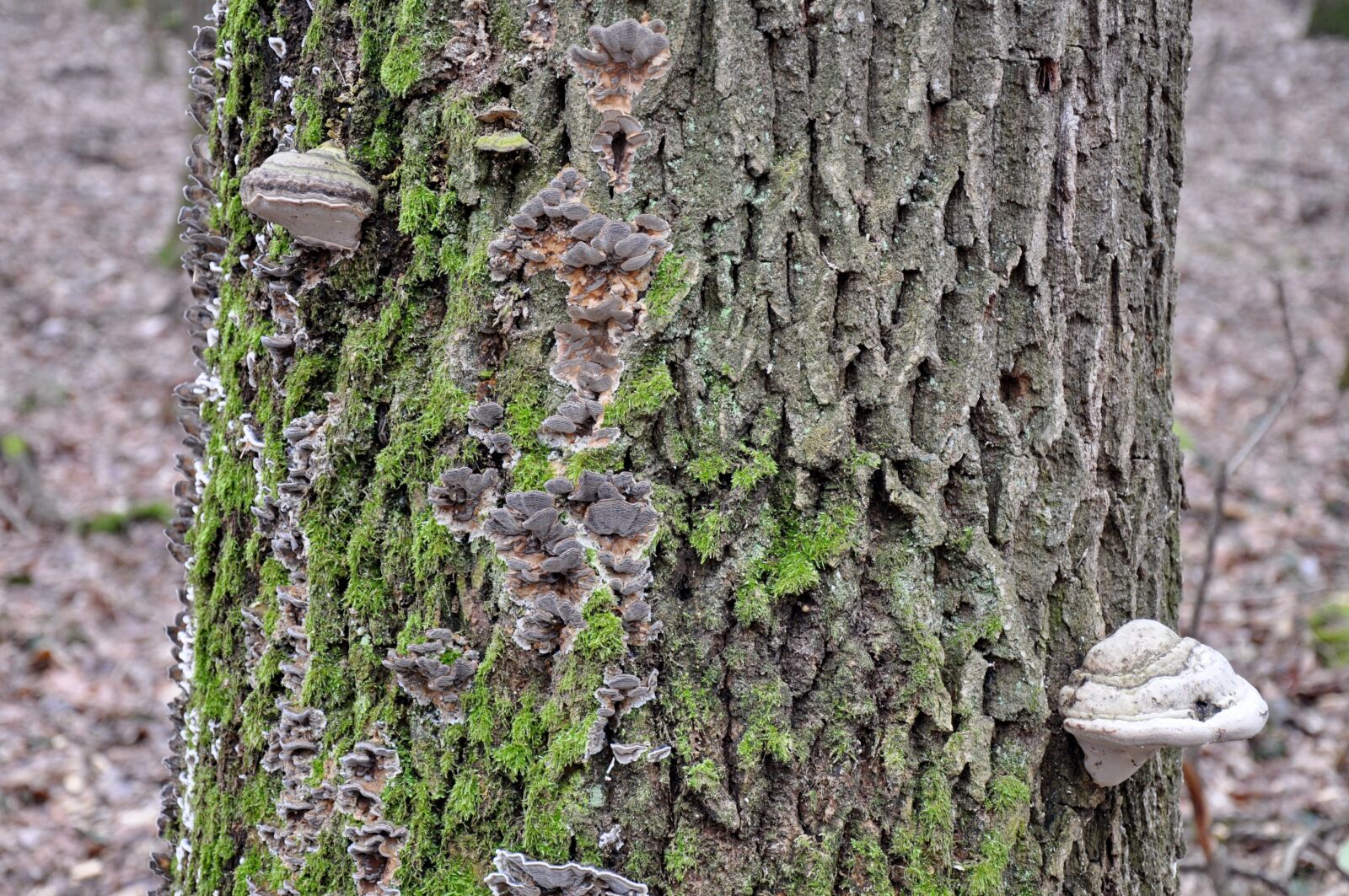 Nikon D90 sample photo. Mossy tree trunk, tinder photography