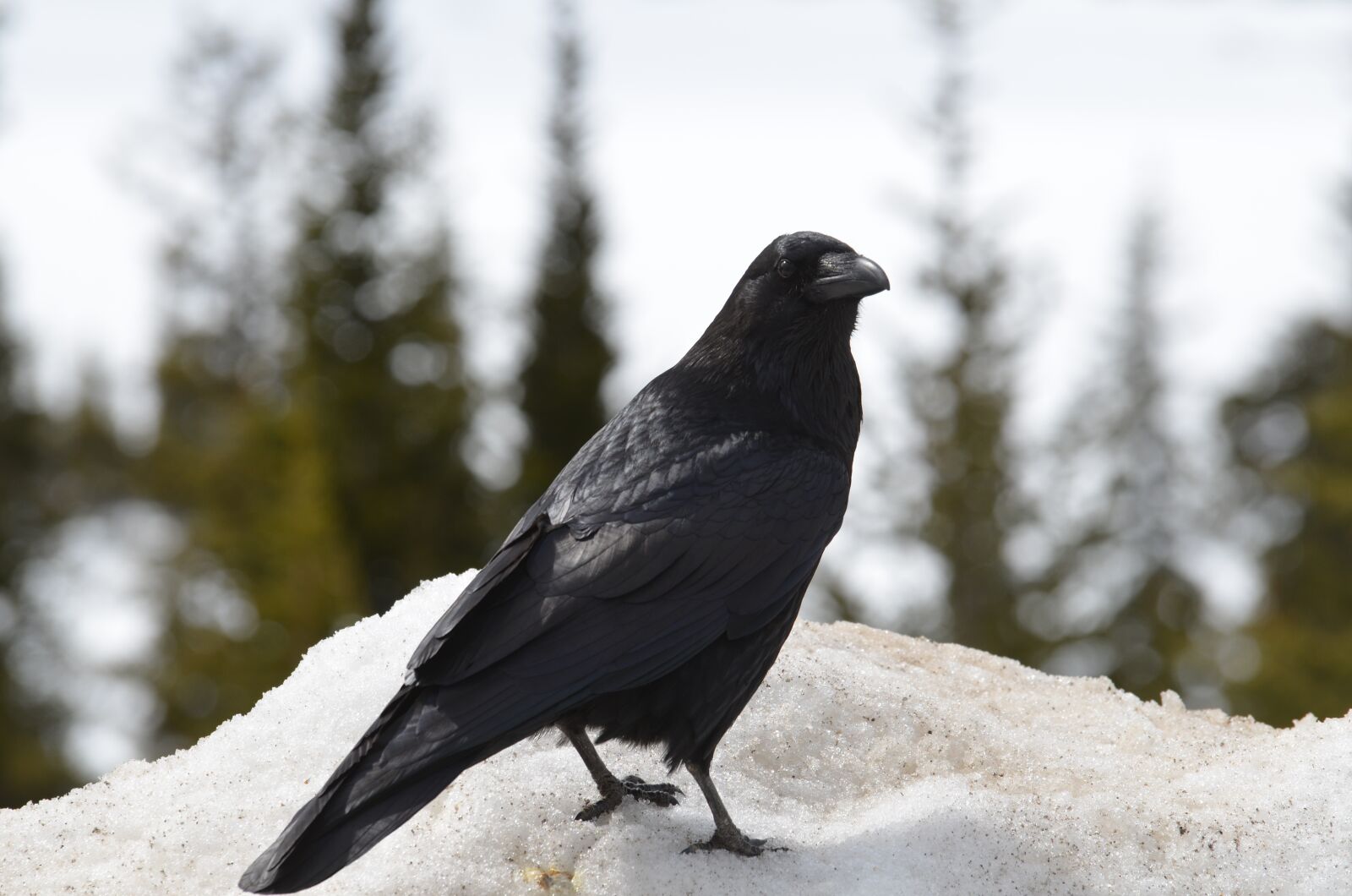 Nikon D5100 sample photo. Raven, crow, bird photography