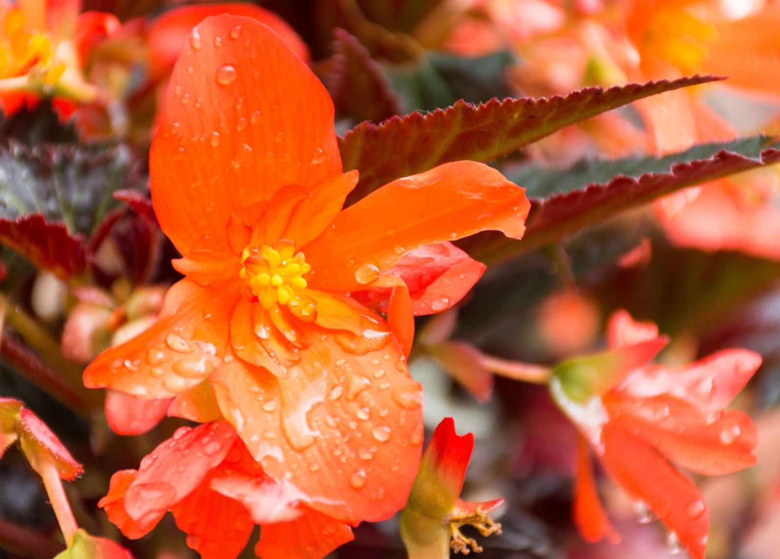 Nikon D7200 sample photo. Unstoppable upright fire, begonia photography