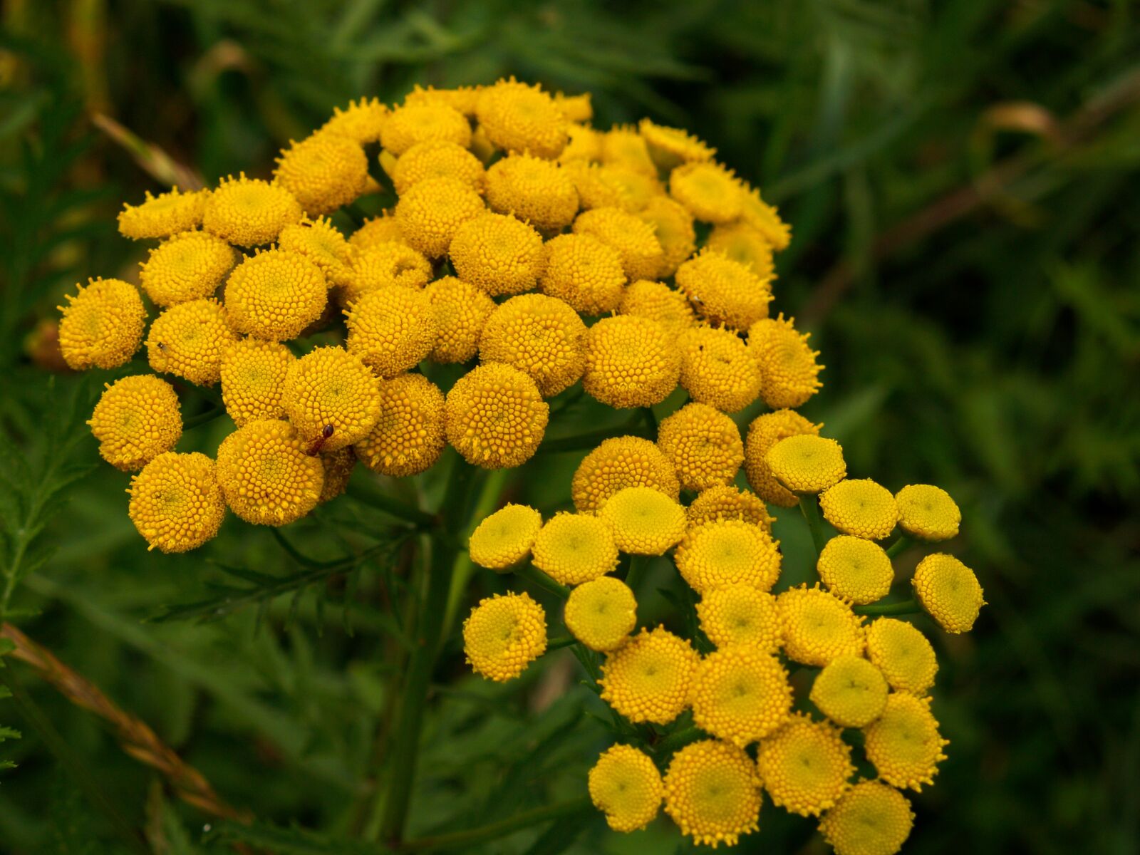 Olympus E-500 (EVOLT E-500) sample photo. Yellow, flower, plant photography
