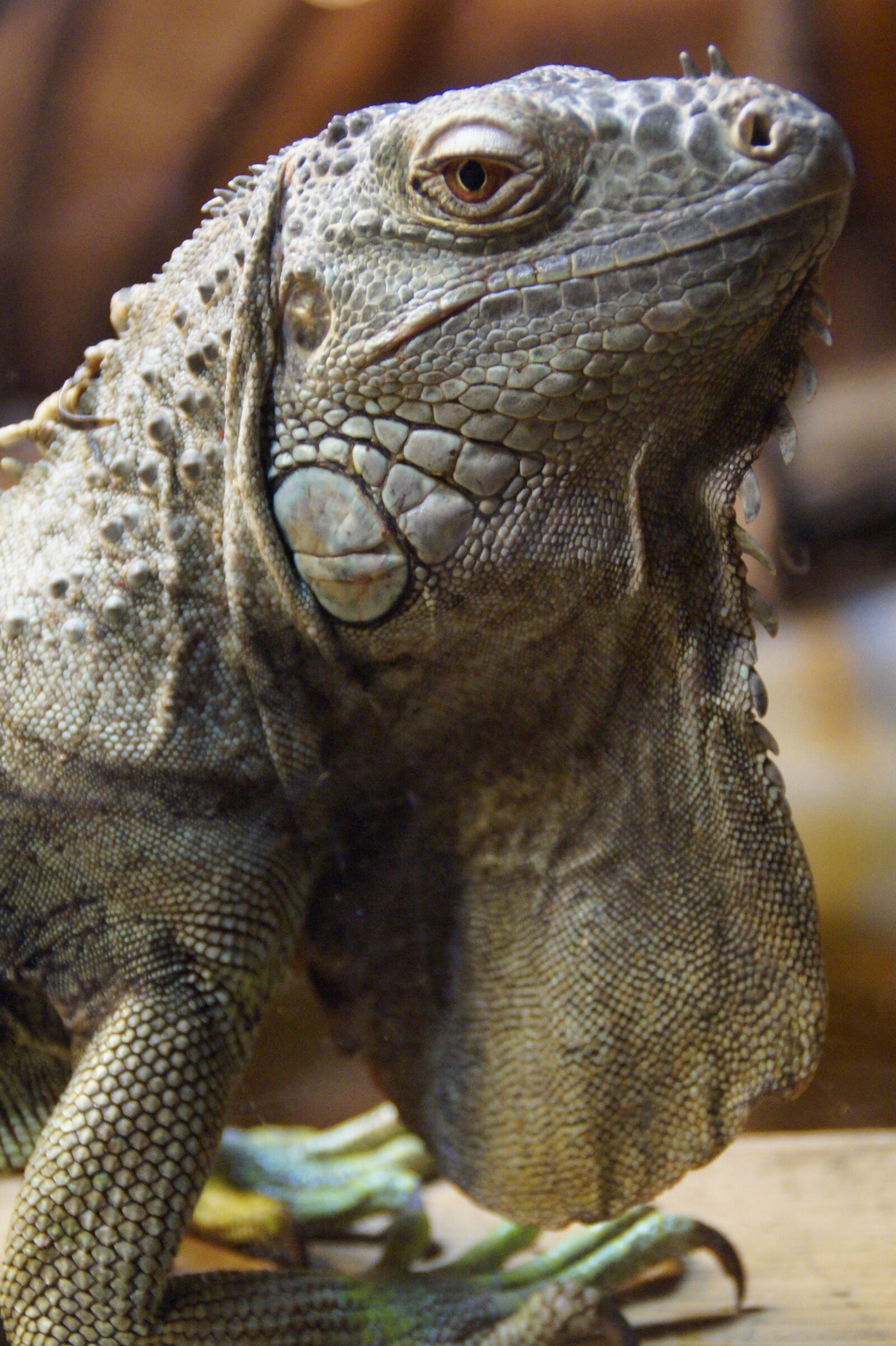 Sony SLT-A58 sample photo. Iguana, dragon, close up photography