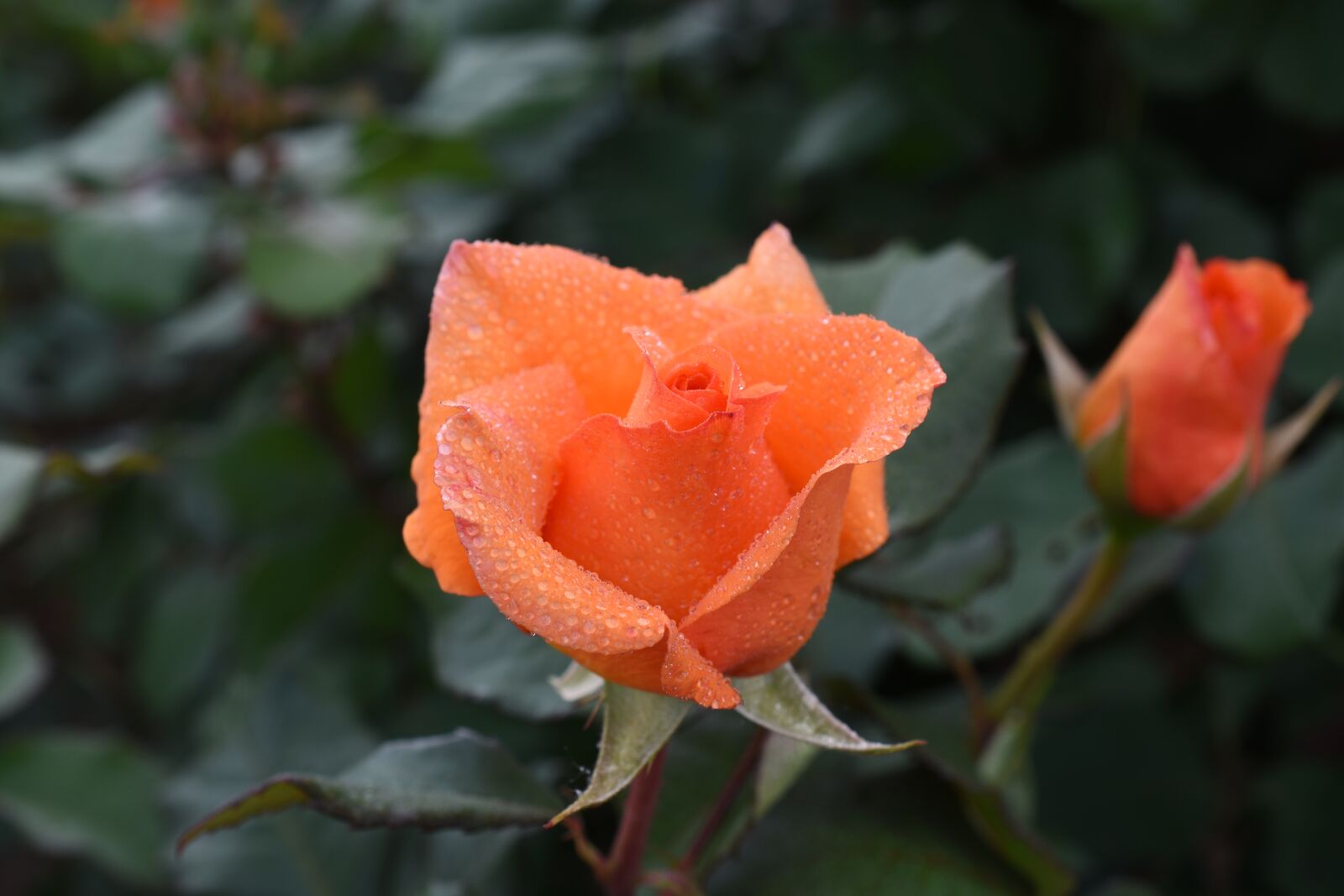 Nikon D7200 sample photo. Rose, trickle, affix photography