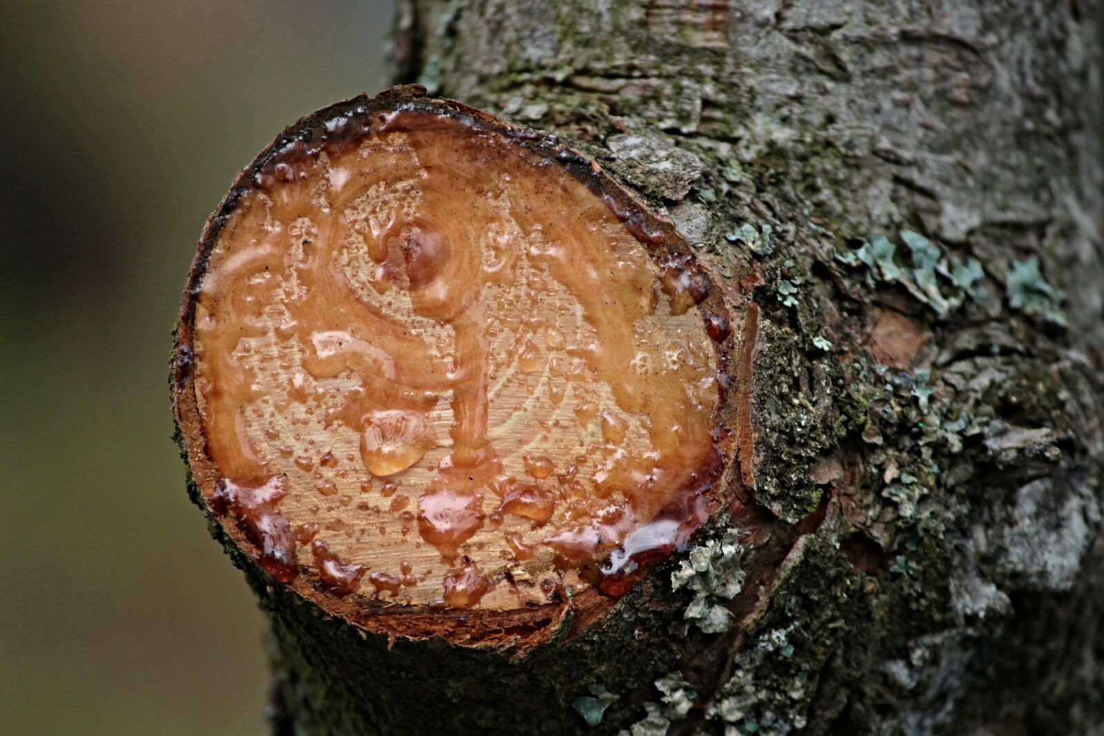 Canon EOS 1100D (EOS Rebel T3 / EOS Kiss X50) sample photo. Resin, sticky, branch photography