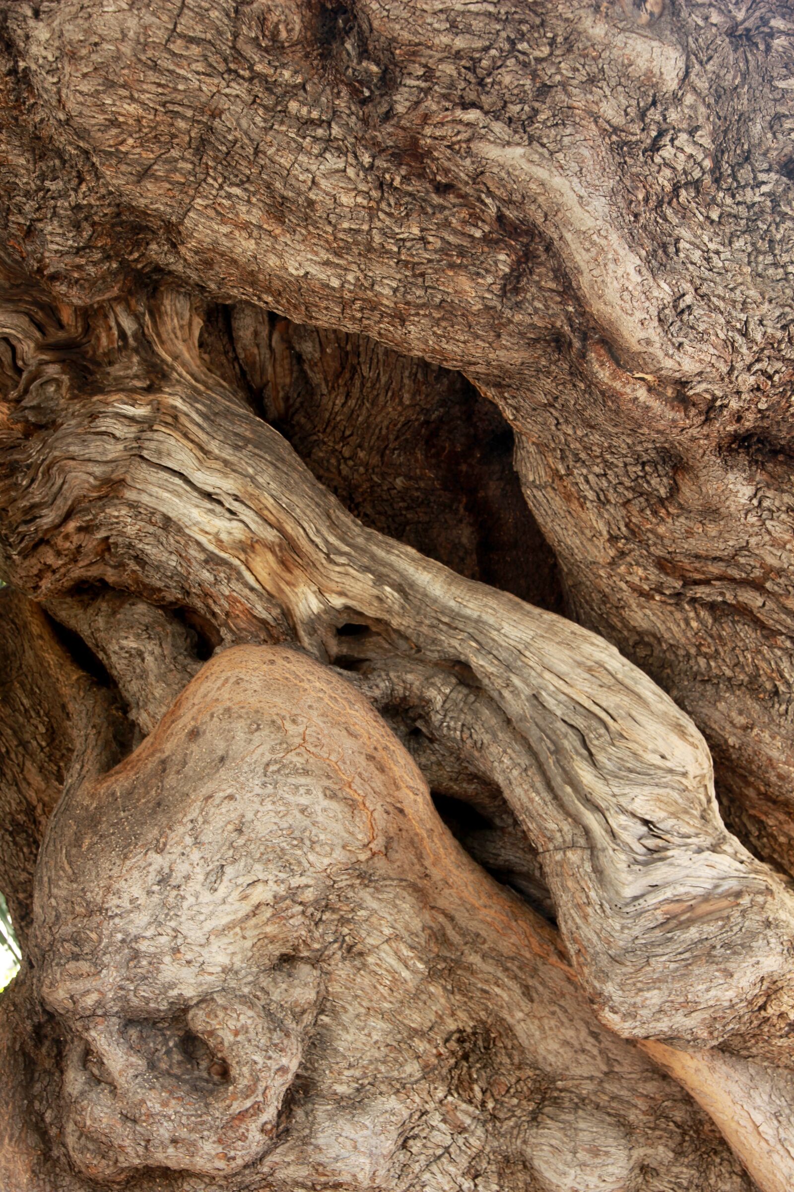 Canon EOS 600D (Rebel EOS T3i / EOS Kiss X5) sample photo. Tree, olive tree, tribe photography