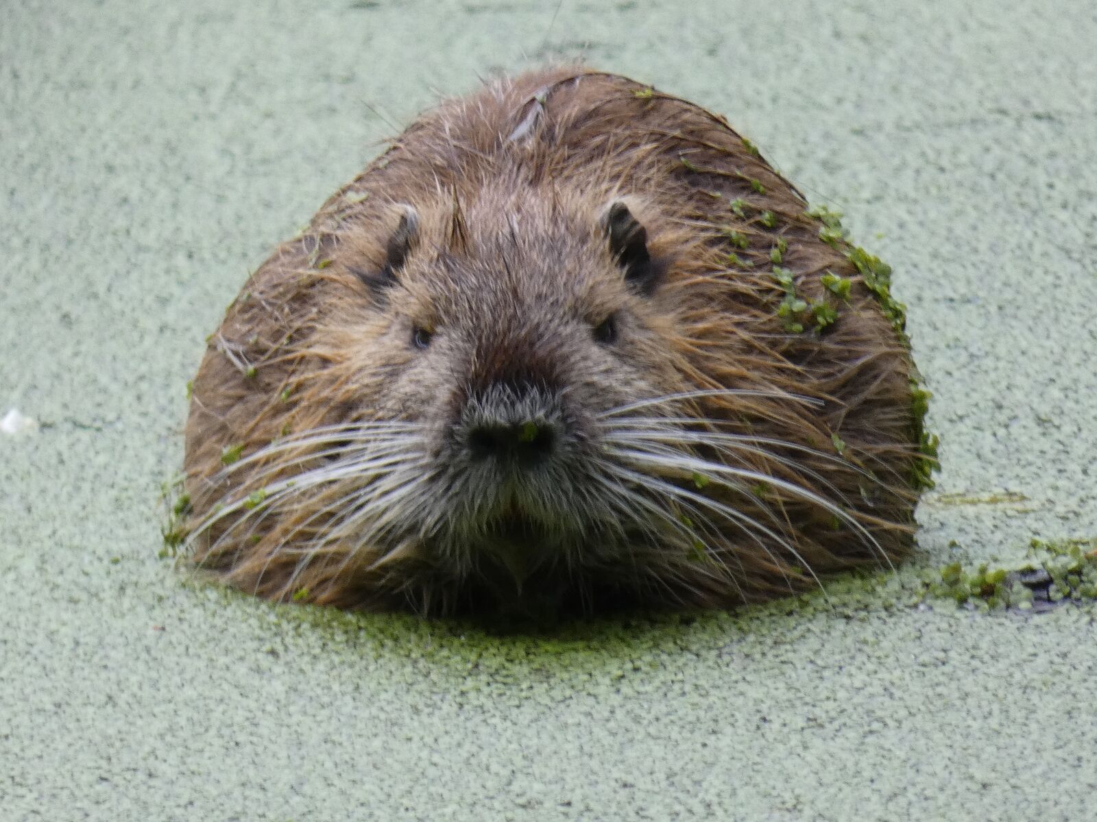 Panasonic DC-FZ83 sample photo. Nutria, spreewald, mammal photography
