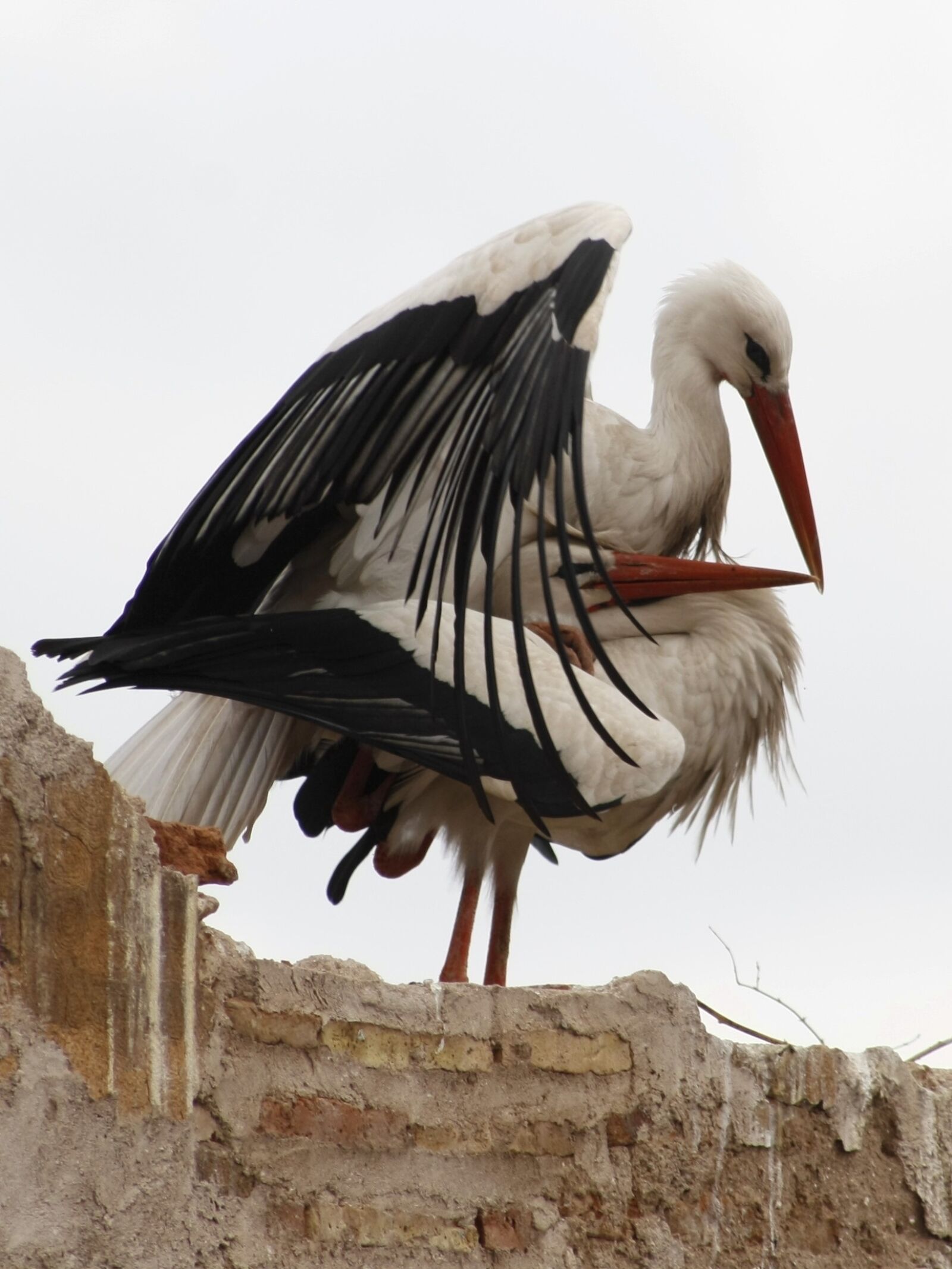 Canon EOS 1000D (EOS Digital Rebel XS / EOS Kiss F) sample photo. Storks, marrakech, love game photography