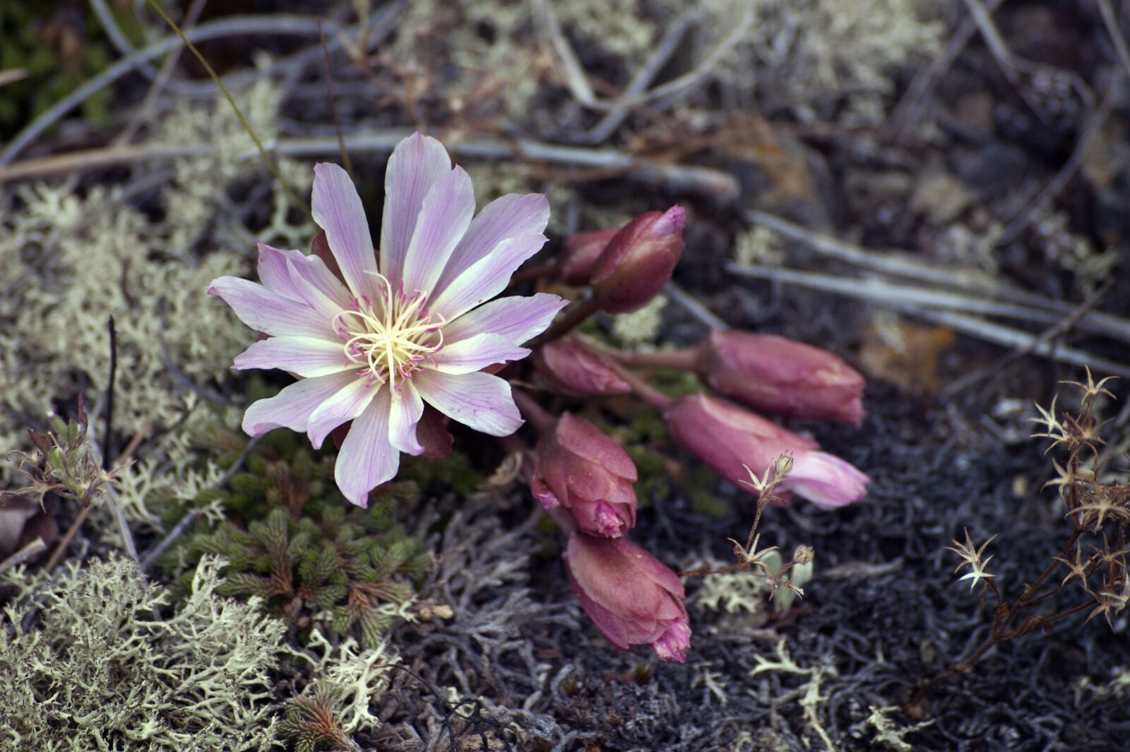 Nikon D50 sample photo. Flower, wildflower, nature photography