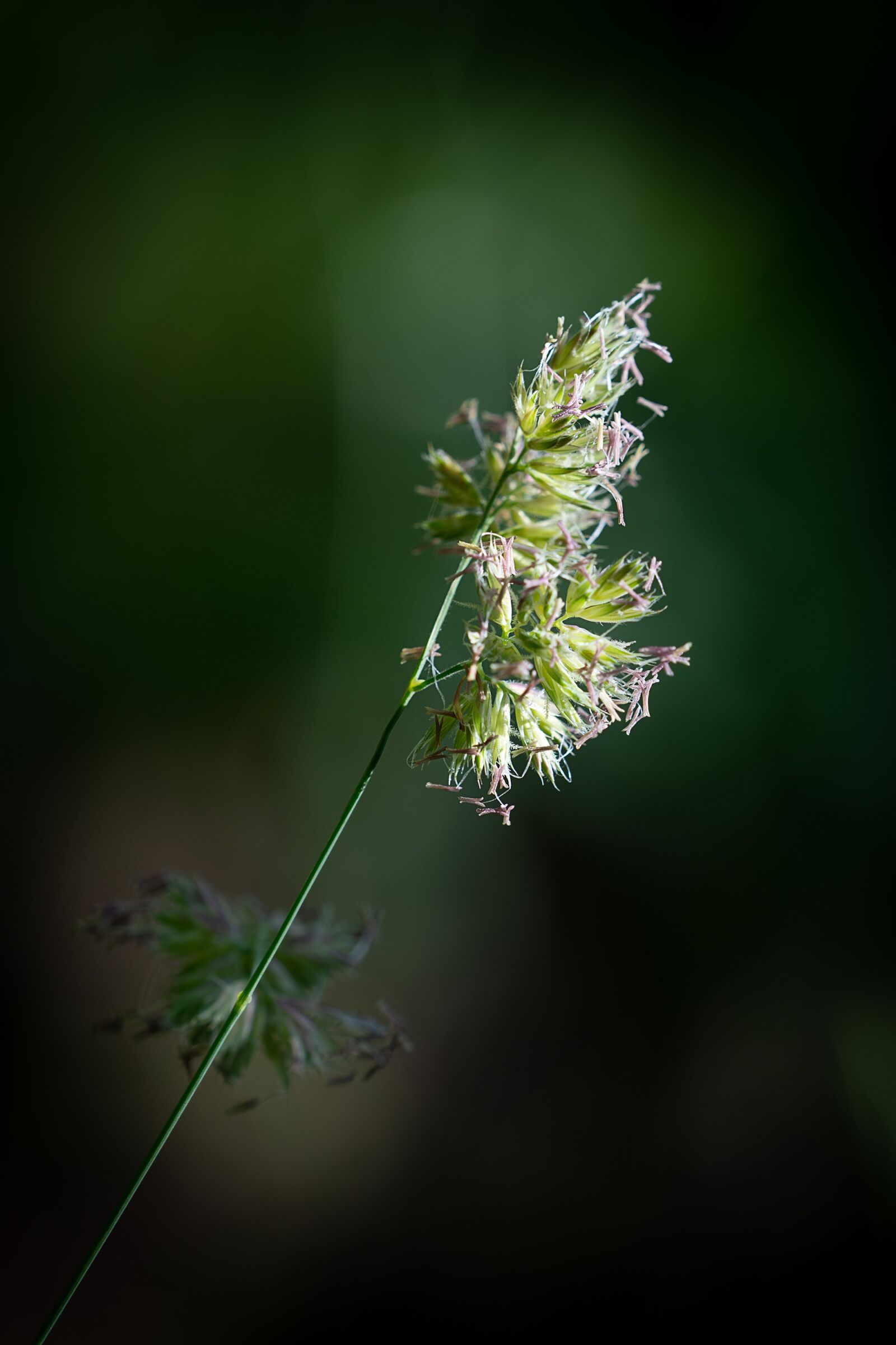 Nikon D7100 sample photo. Halm, grass, blade of photography
