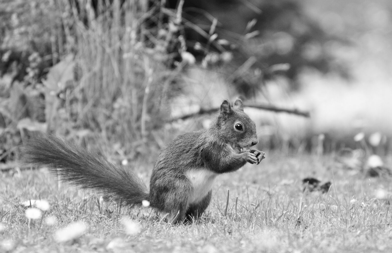 Nikon D3200 sample photo. Squirrel, nager, rodent photography