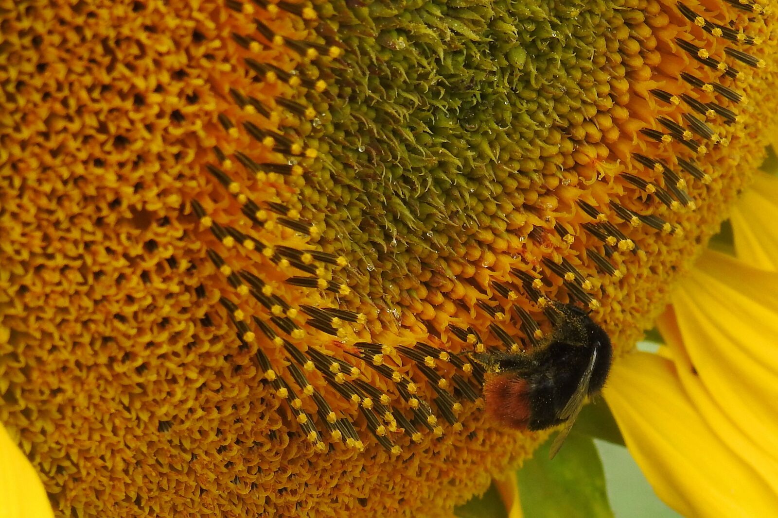 Nikon Coolpix P900 sample photo. Sunflower, insect, hummel photography