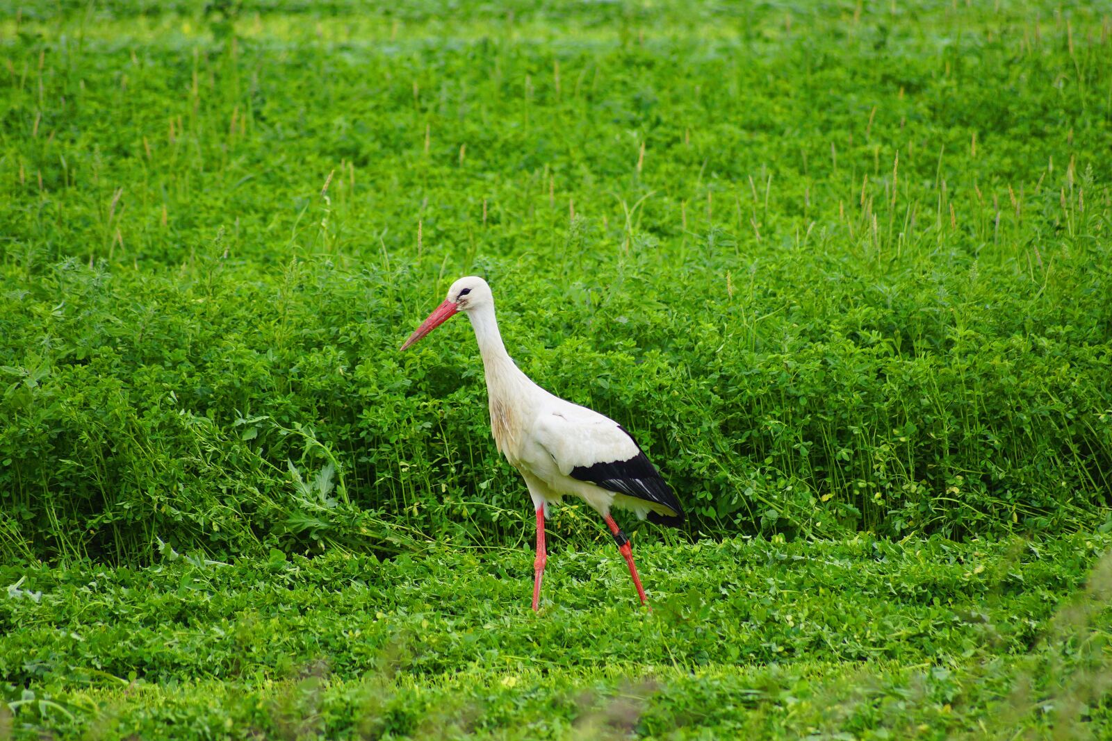 Sony SLT-A68 sample photo. Stork, animal, pen photography