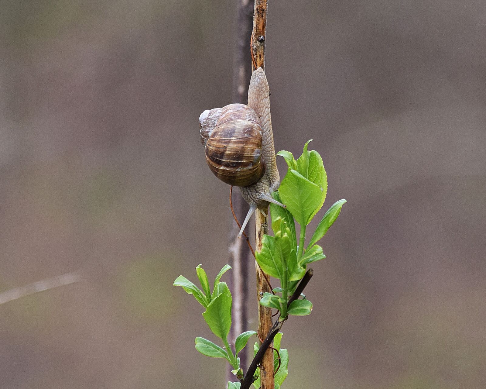Nikon D5300 sample photo. Snail, molluscum, scallop photography