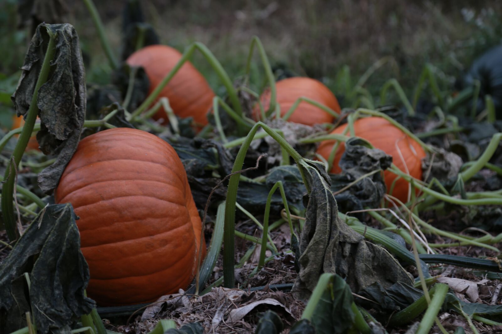 Canon EOS 6D + Canon EF 24-105mm F4L IS USM sample photo. Pumpkin, fall, autumn photography