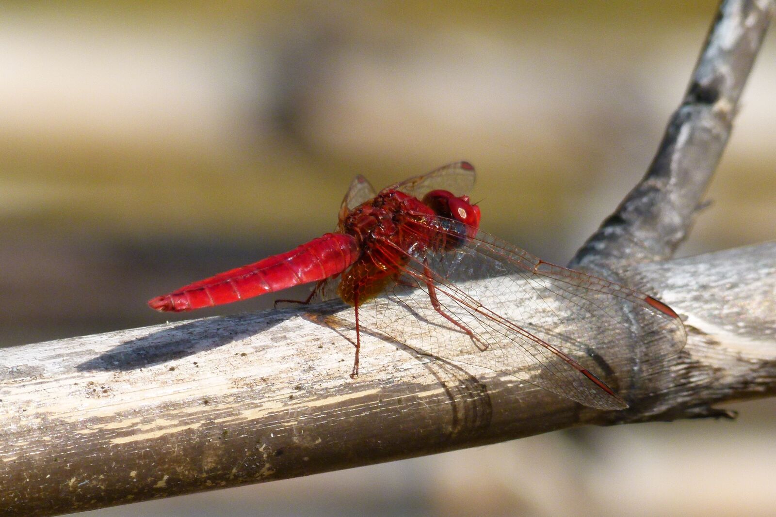 Leica V-Lux 2 sample photo. Red dragonfly, american cane photography