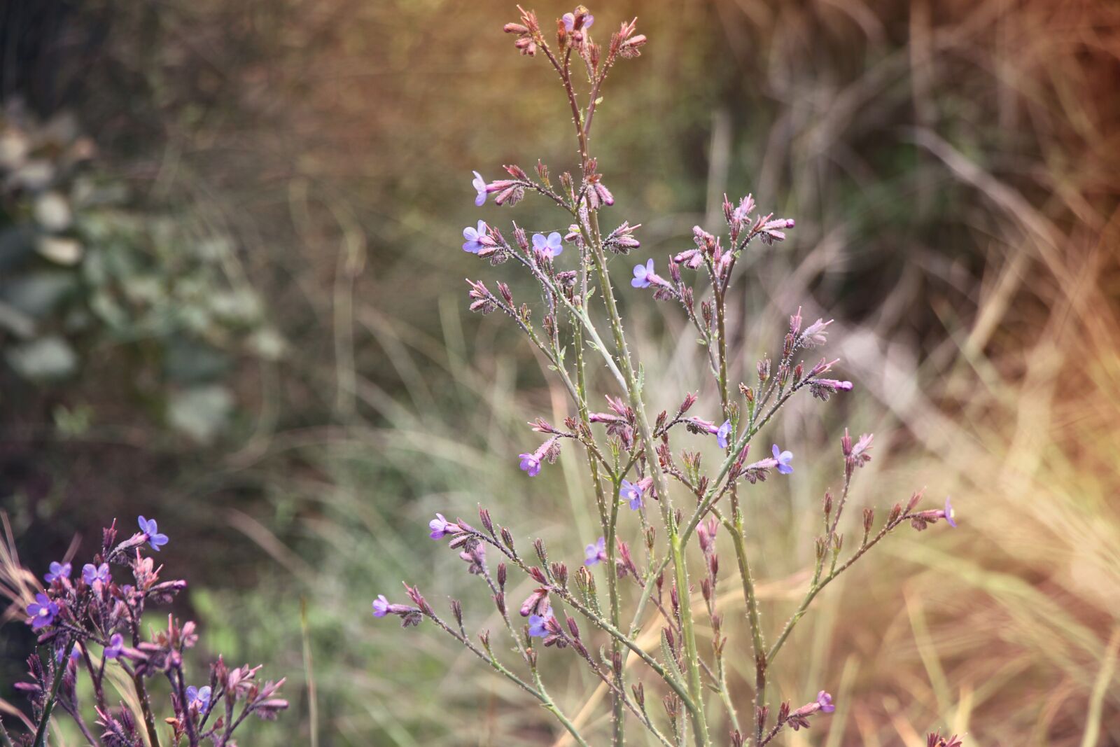 Canon EOS 500D (EOS Rebel T1i / EOS Kiss X3) sample photo. Spring, flowers, israel photography