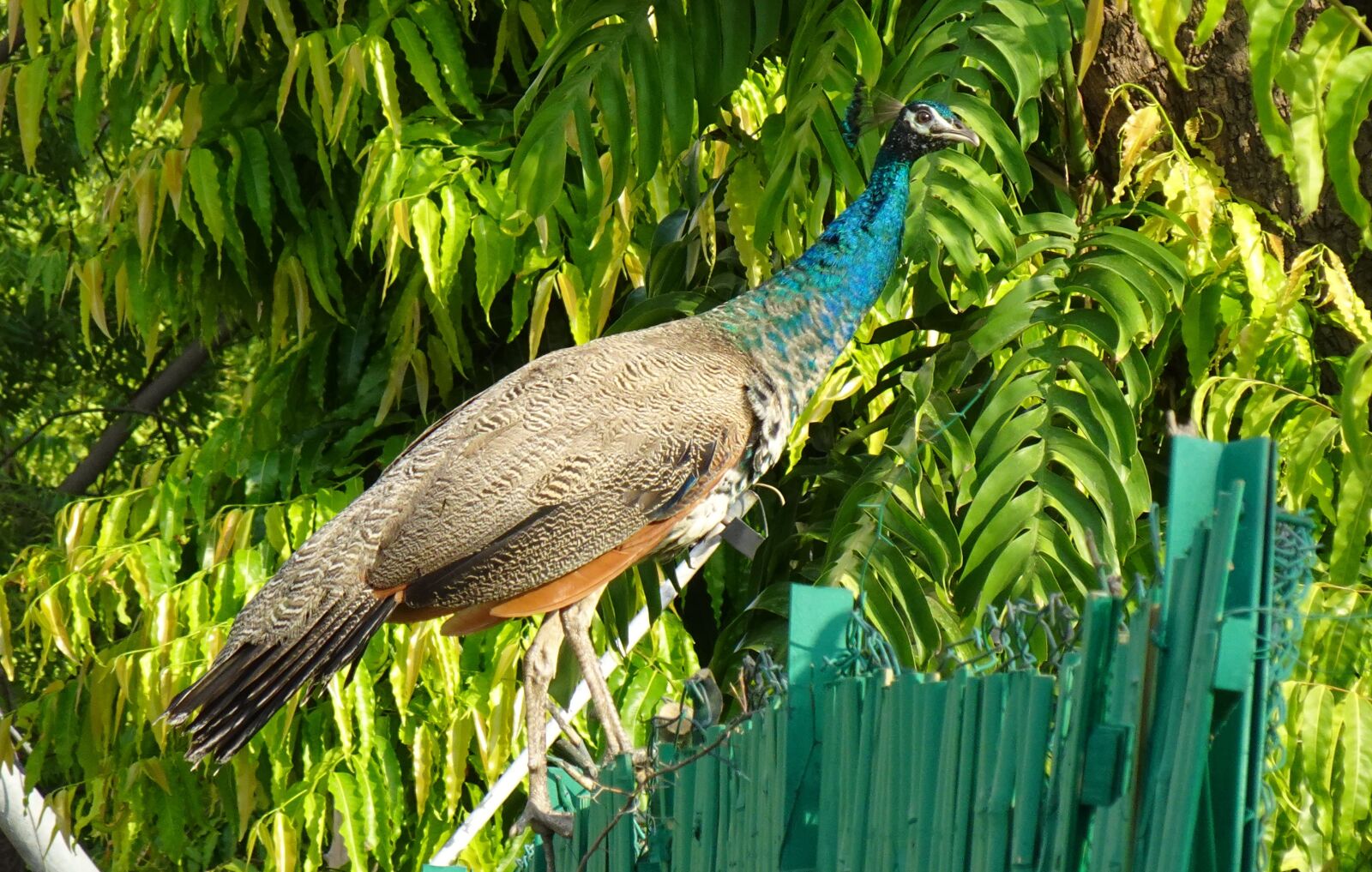 Sony DSC-WX800 sample photo. Peacock, bird, plumage photography