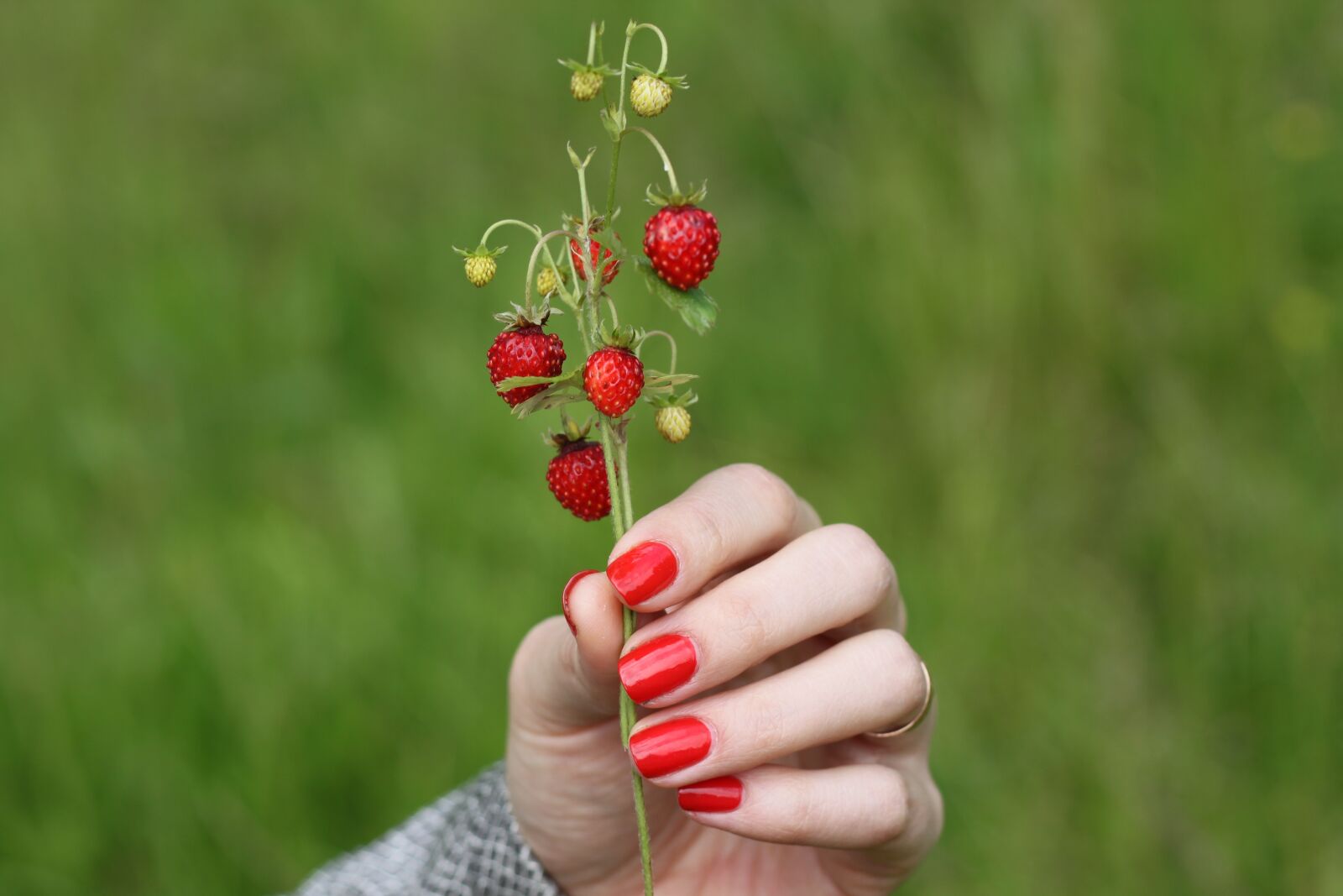 Canon EOS 500D (EOS Rebel T1i / EOS Kiss X3) sample photo. Wild strawberry, tutaev, yaroslavl photography