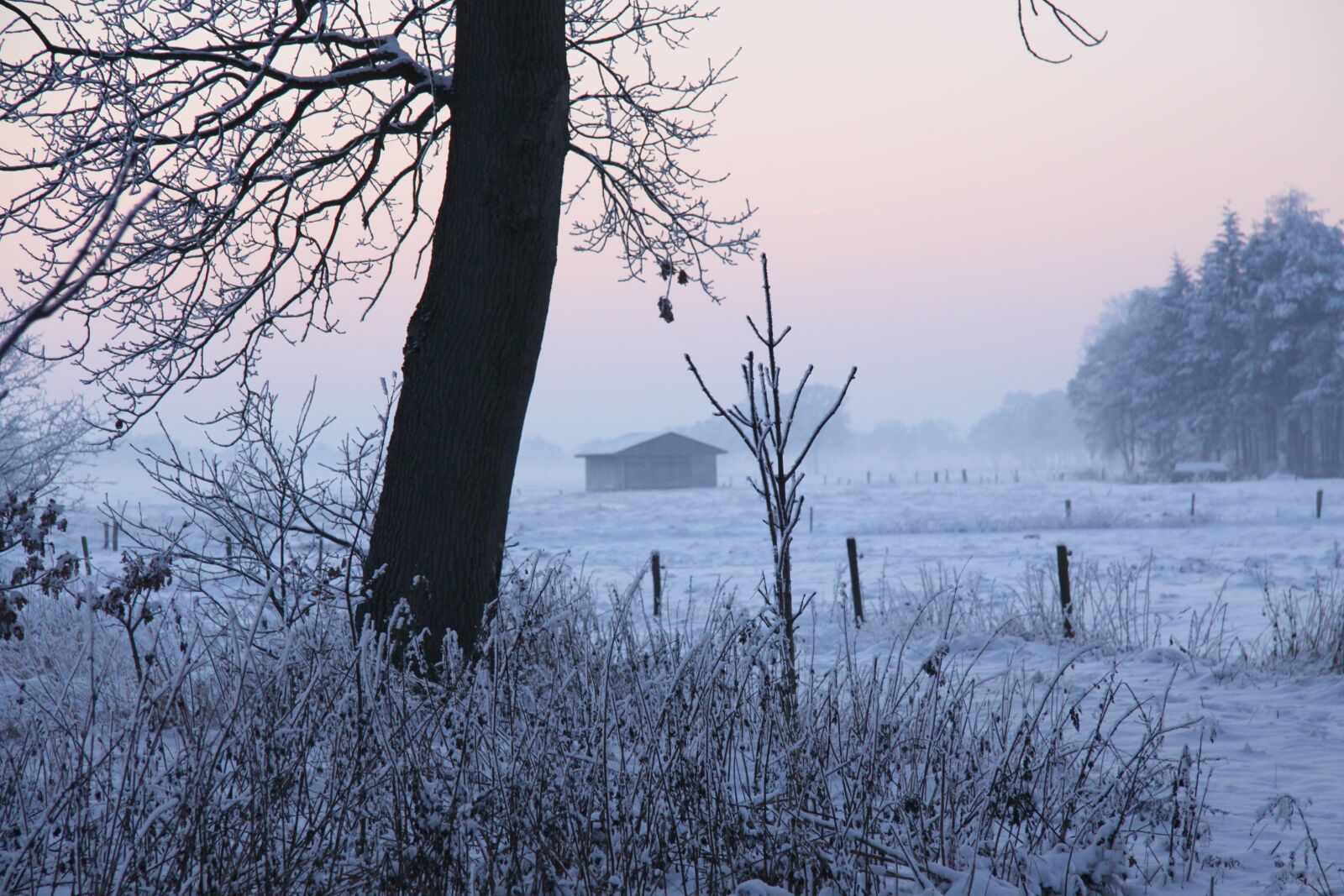 Canon EOS 50D sample photo. Winter, tree, snow photography