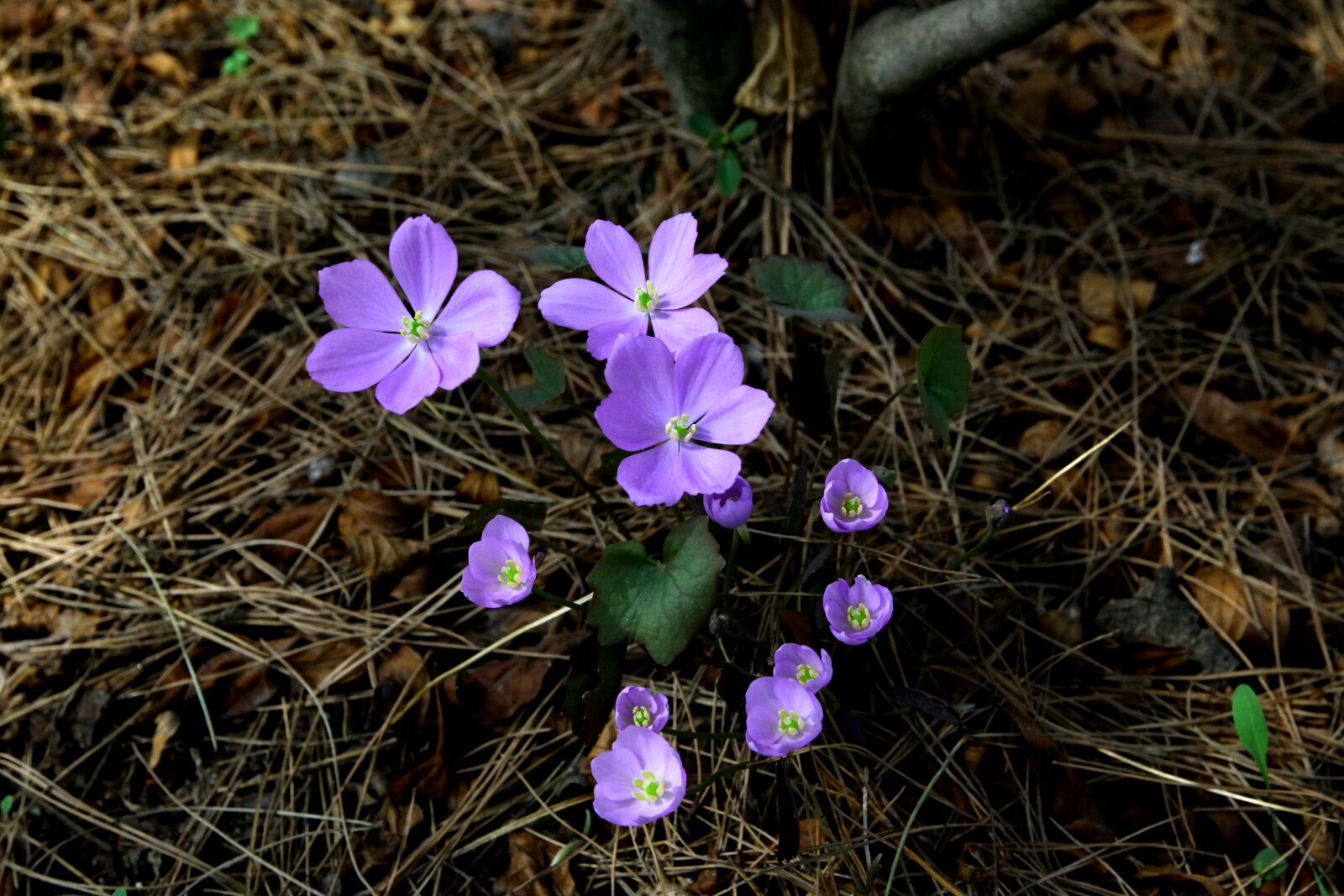 Canon EOS 5D Mark II sample photo. Flowers, nature, plants photography