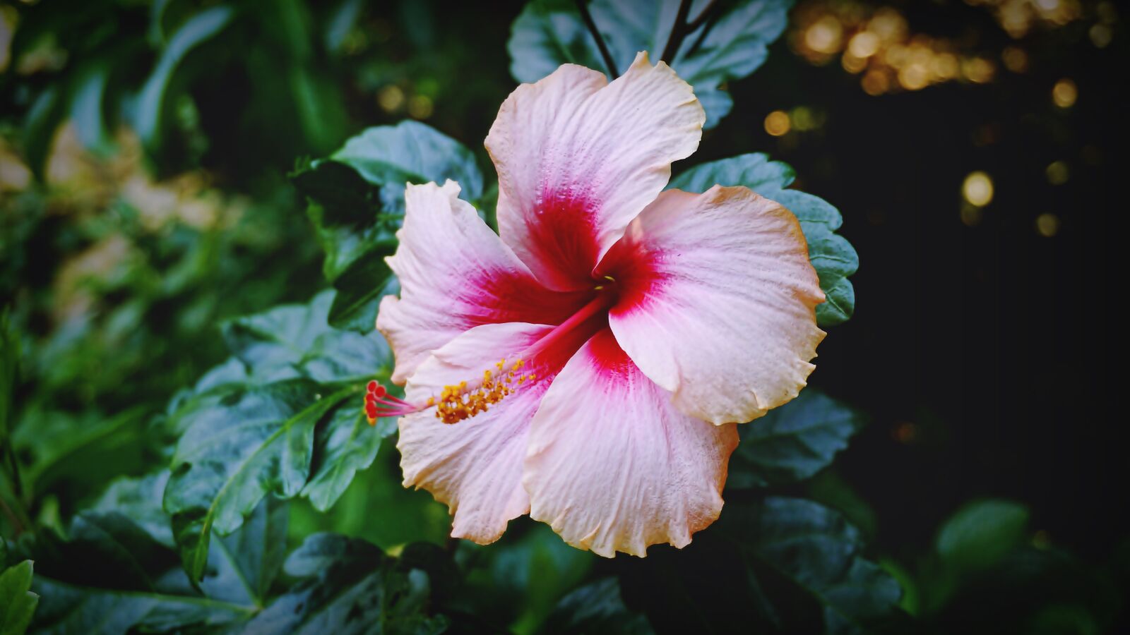 Sony E 16-50mm F3.5-5.6 PZ OSS sample photo. Flowers, beautiful, plant photography