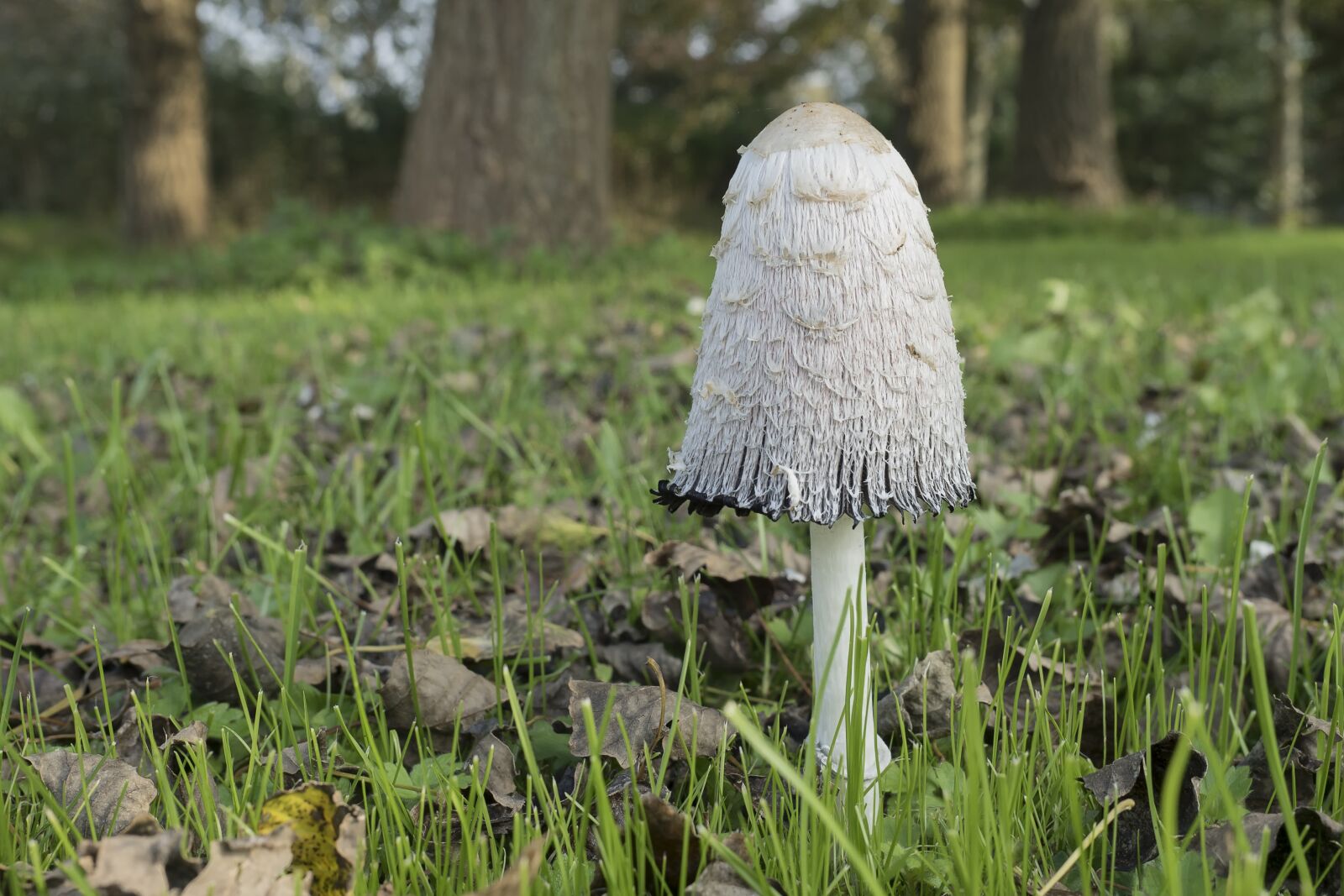 Olympus OM-D E-M5 II + Olympus M.Zuiko Digital ED 12-40mm F2.8 Pro sample photo. Schopf comatus, coprinus comatus photography