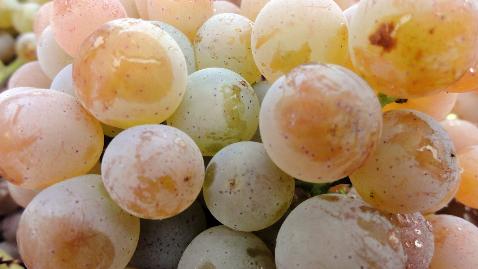 Sony DSC-HX5V sample photo. Grapes, vineyard, white wine photography