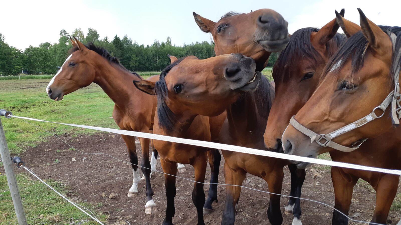 Samsung Galaxy A8(2018) sample photo. Horse, horses, animals photography