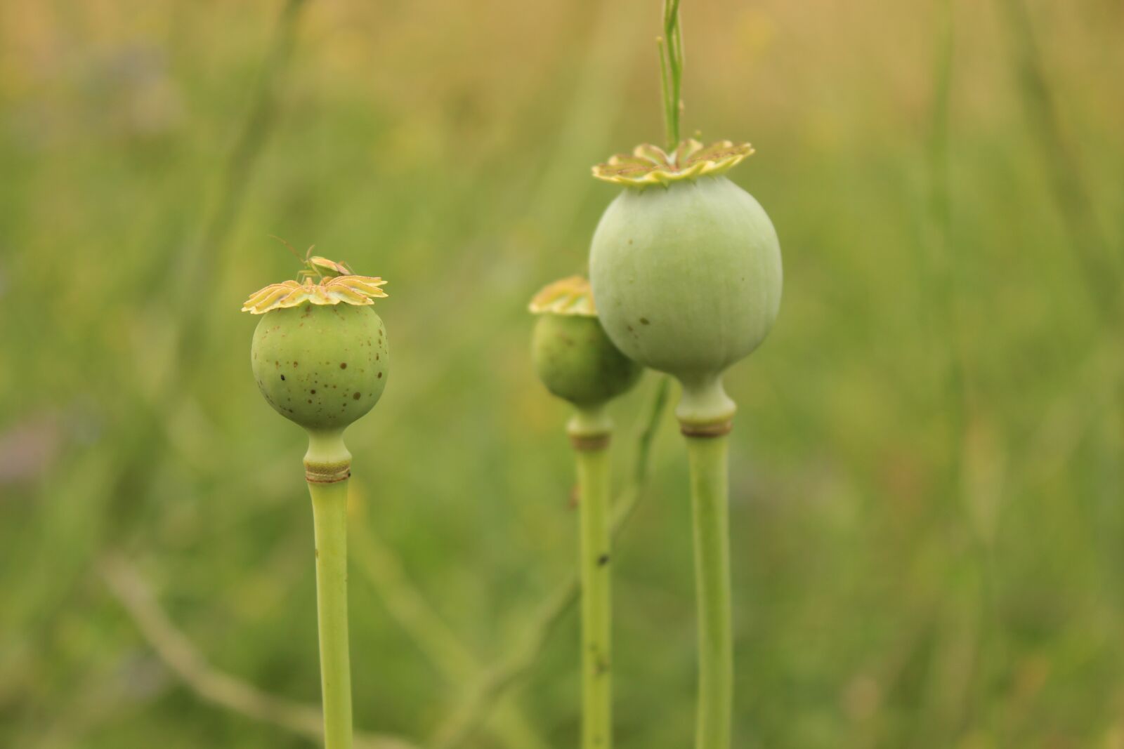 Canon EOS 600D (Rebel EOS T3i / EOS Kiss X5) sample photo. Poppy, seeds, seedhead photography
