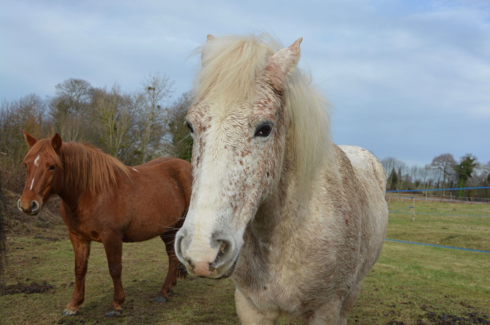 Nikon D5200 sample photo. Horse, horses, mare photography